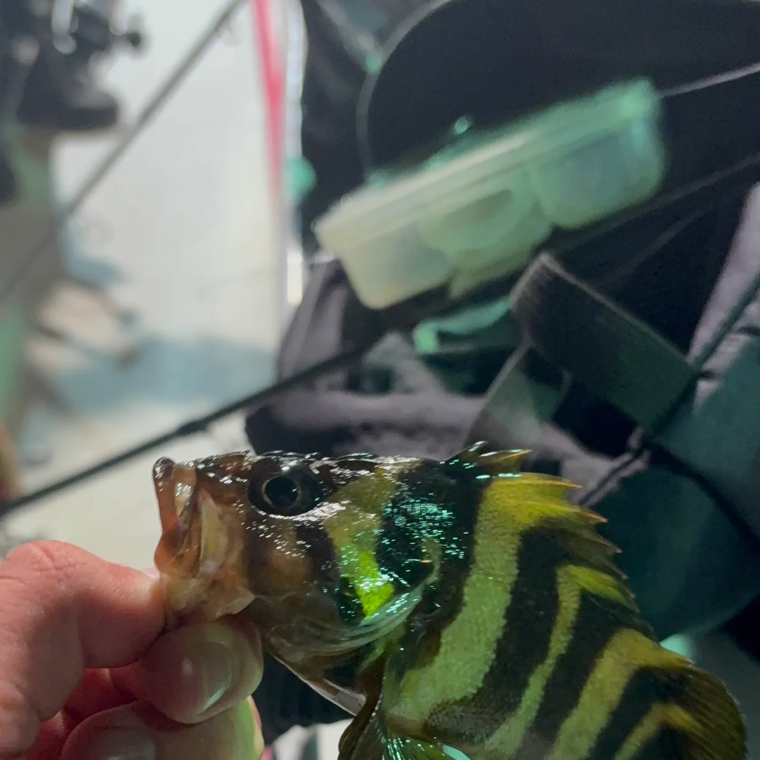 The most recent Flag rockfish catches on Fishbrain