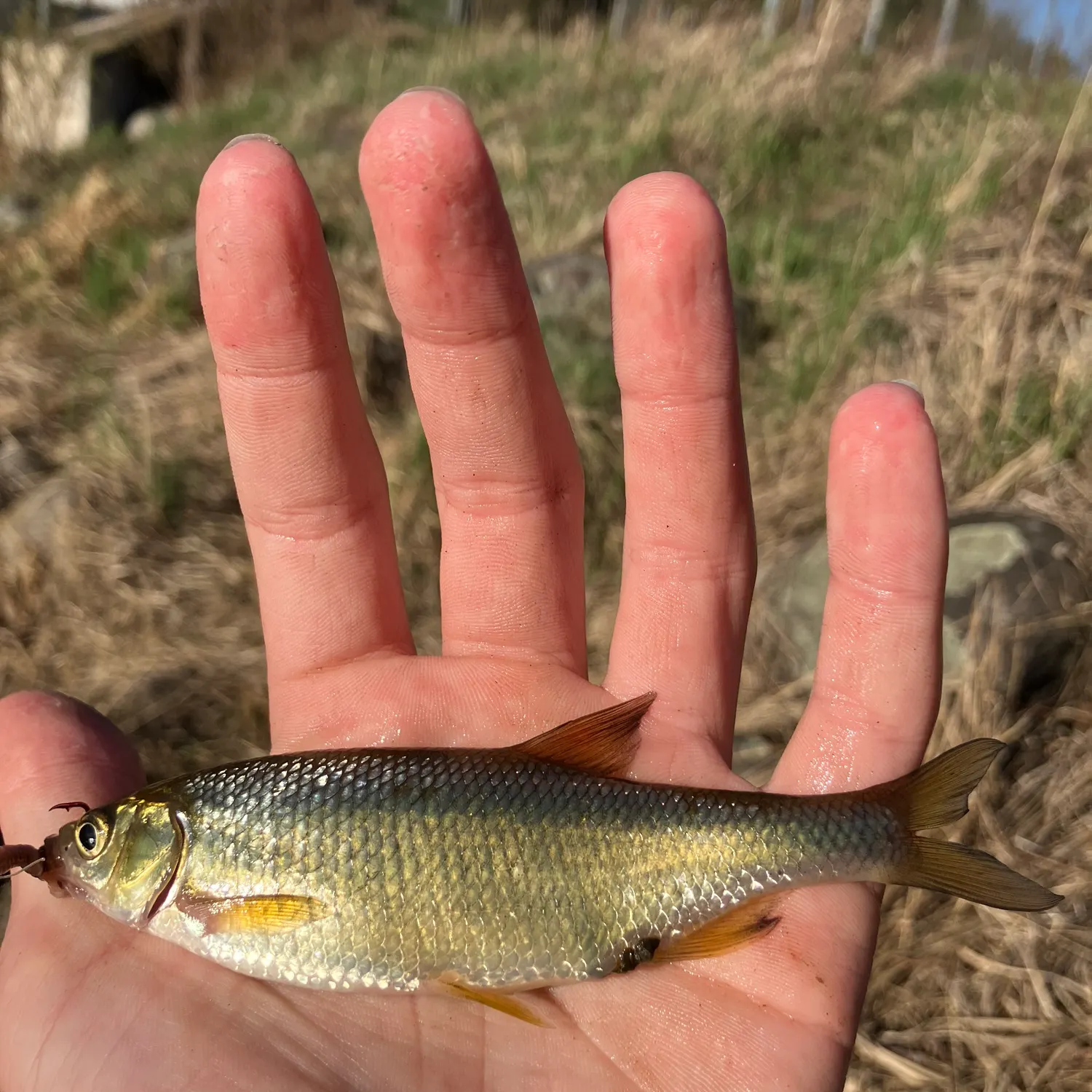 The most recent Golden shiner catches on Fishbrain