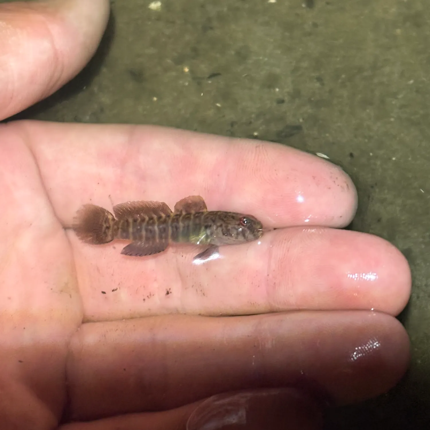The most recent Naked goby catches on Fishbrain