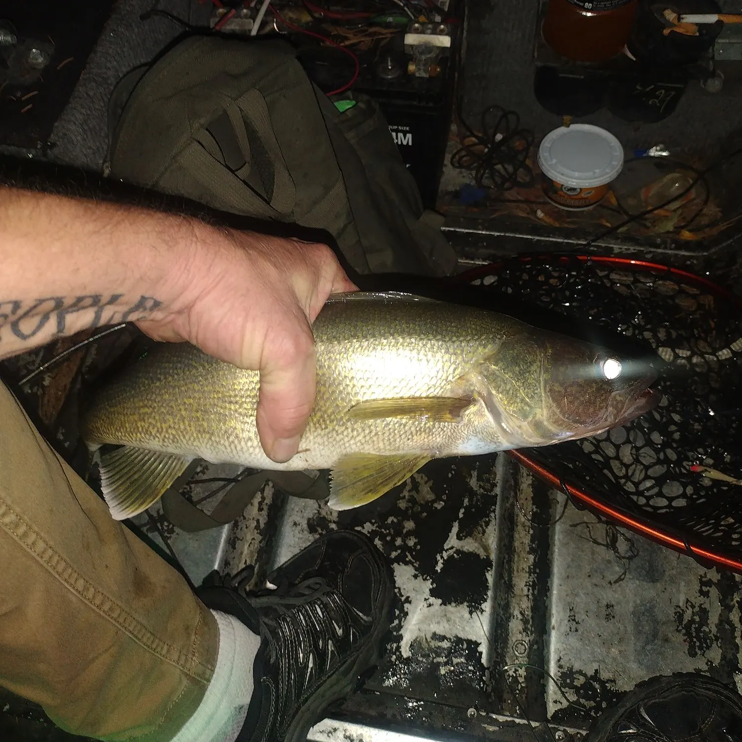 Walleye caught on Fishbrain