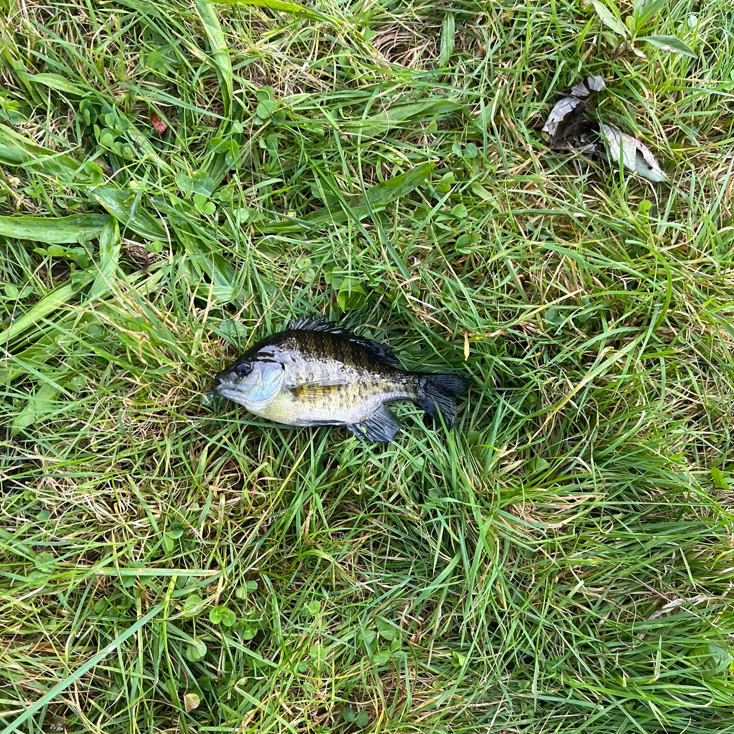 Bluegill caught on Fishbrain