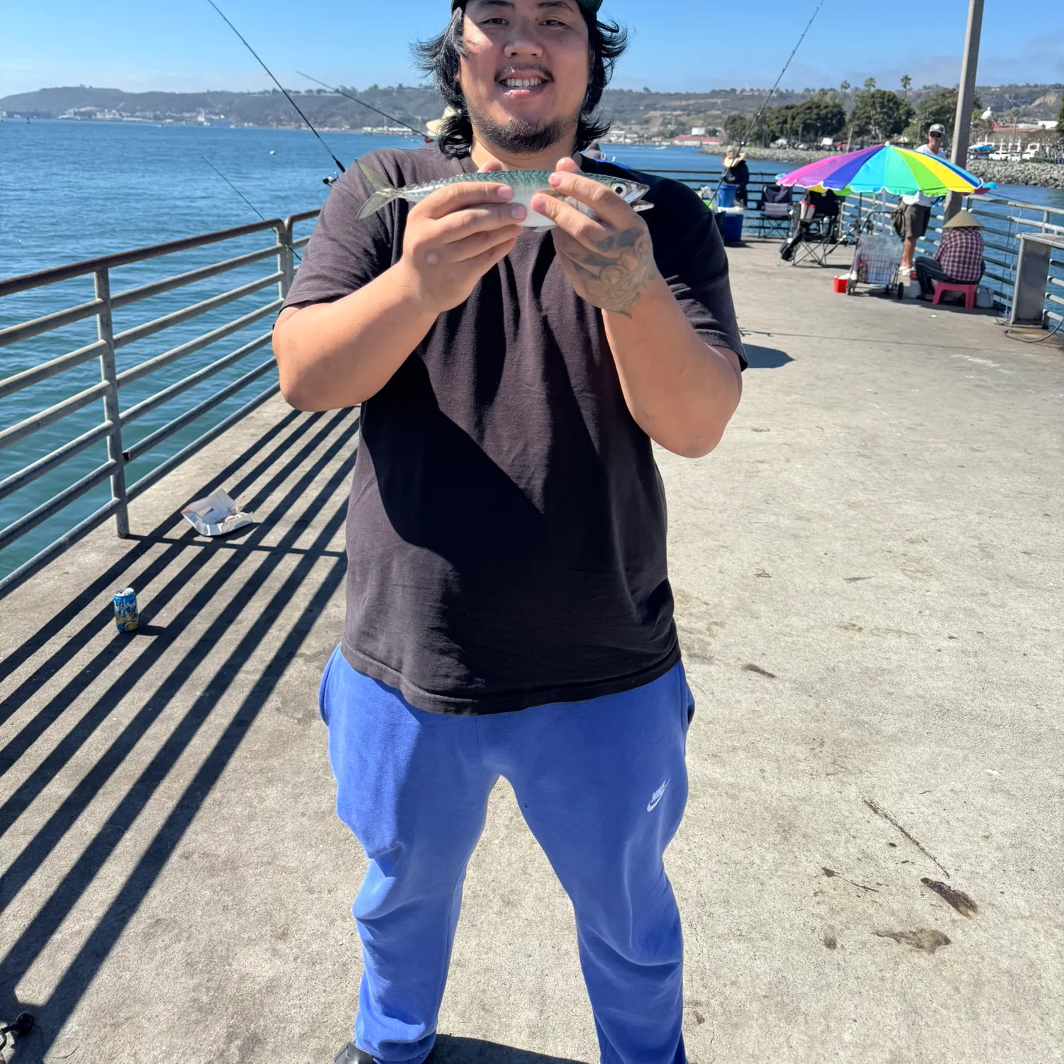 Blue mackerel caught on Fishbrain