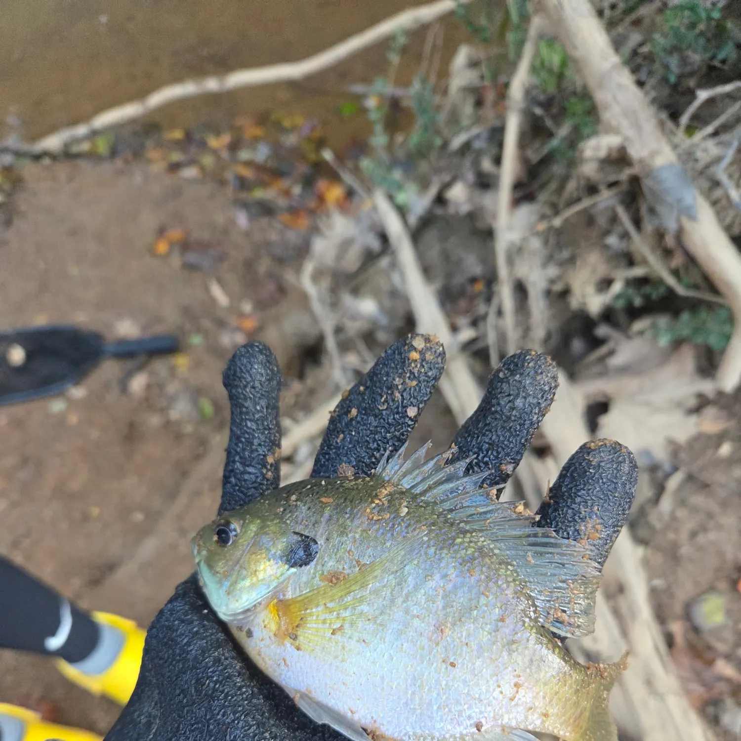 Bluegill caught on Fishbrain