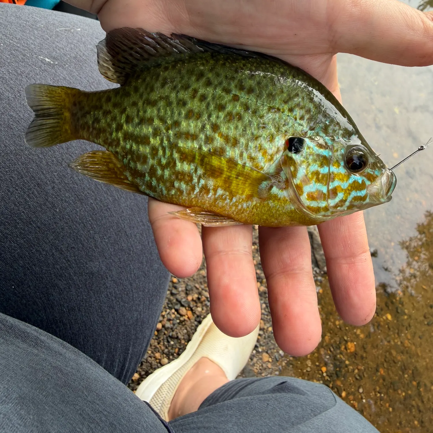Pumpkinseed caught on Fishbrain