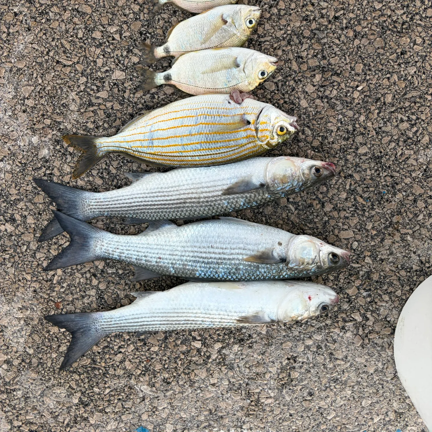 Striped mullet caught on Fishbrain