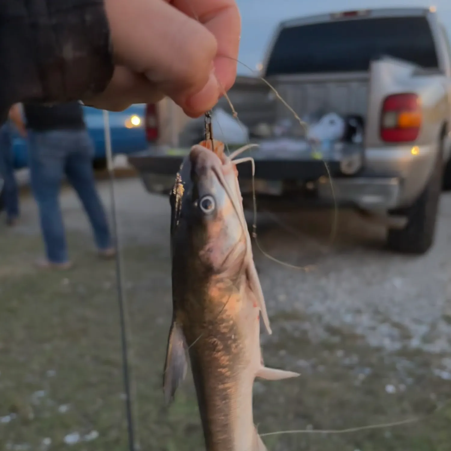 The most recent Hardhead sea catfish catches on Fishbrain