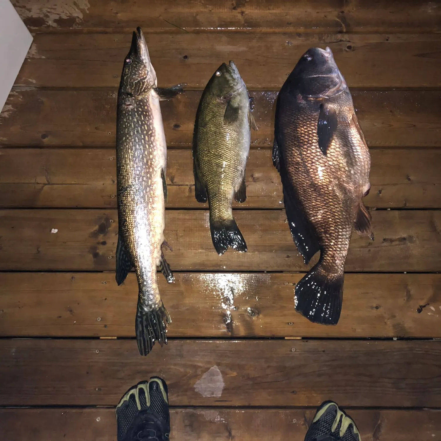 recently logged catches