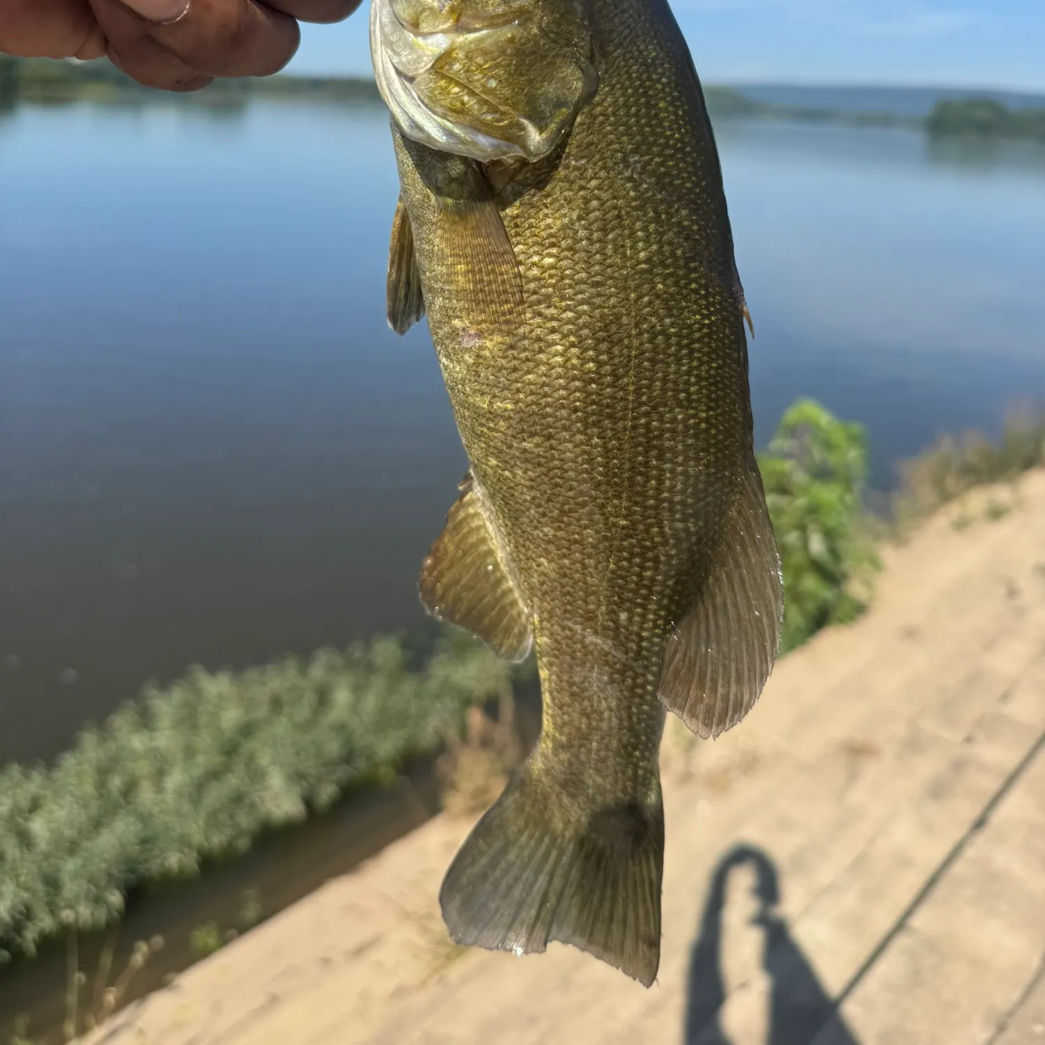 Smallmouth bass caught on Fishbrain