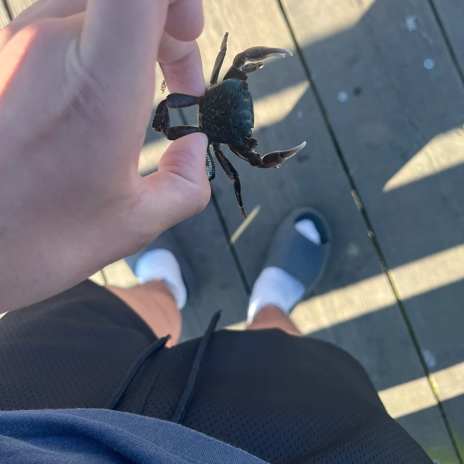 The most recent Thin-shelled rock crab catches on Fishbrain