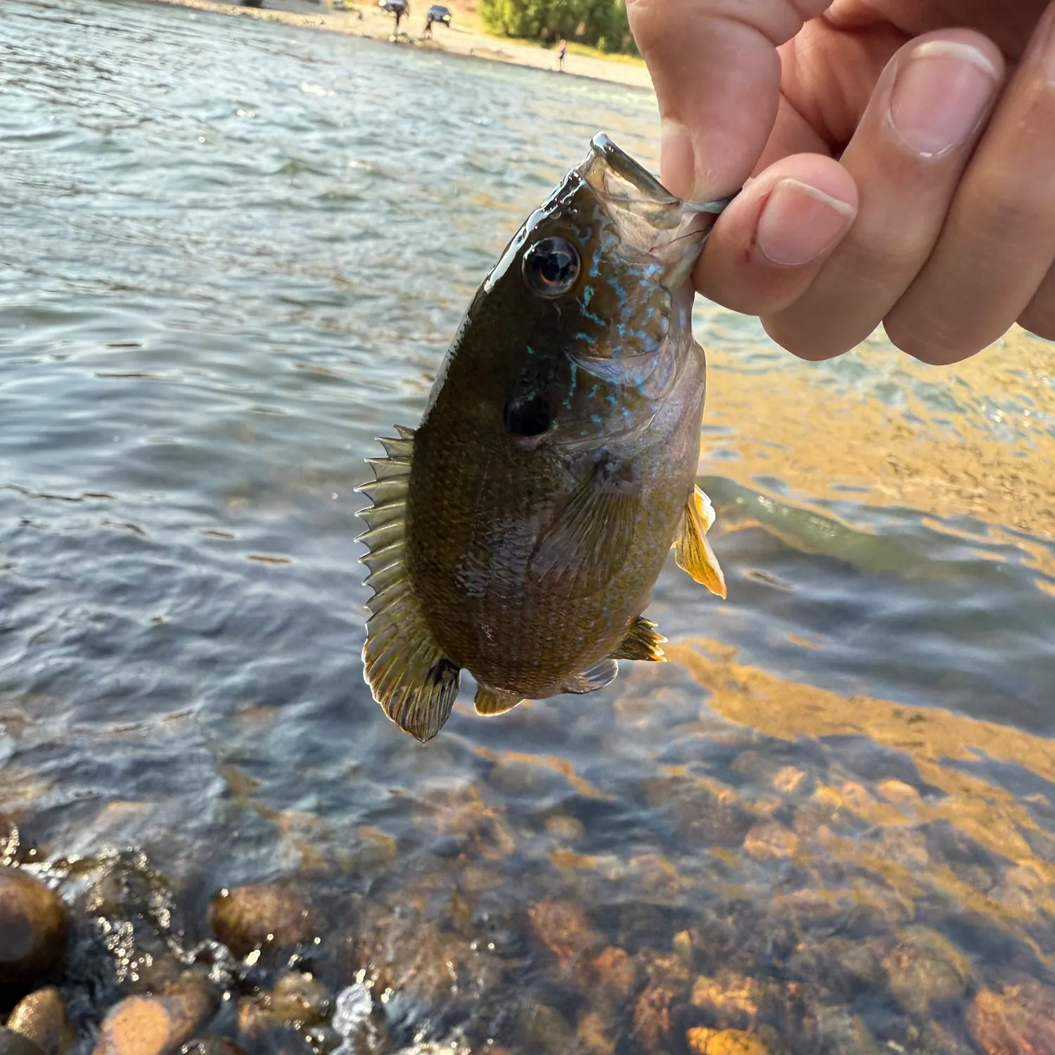 Green sunfish caught on Fishbrain
