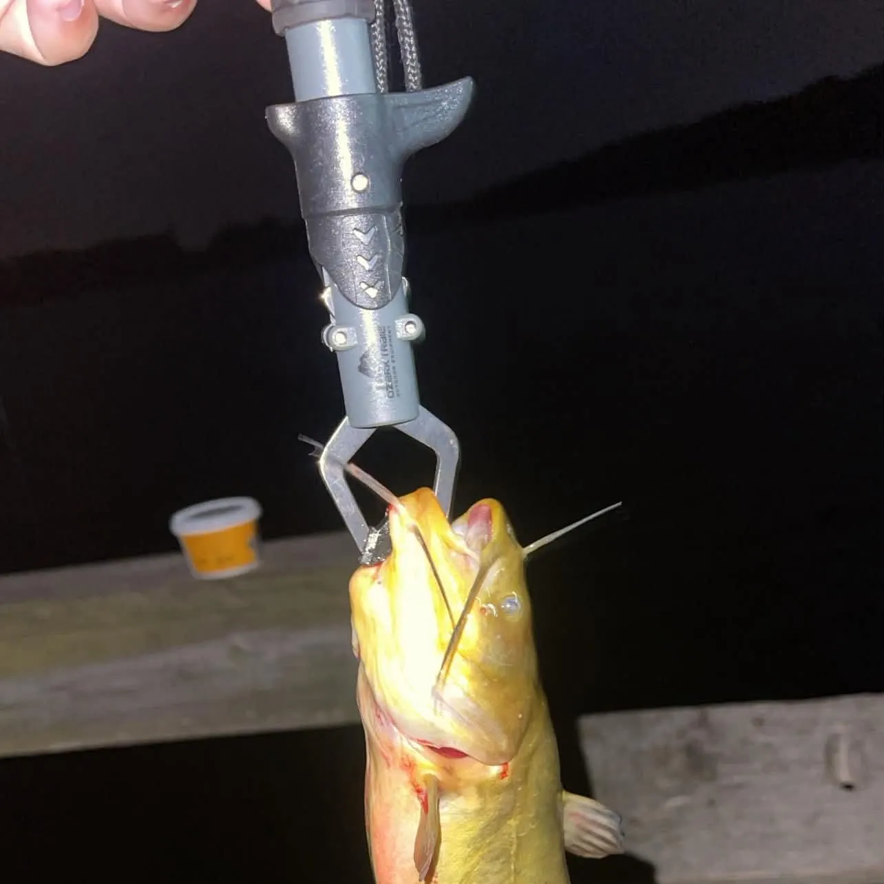 Yellow bullhead caught on Fishbrain
