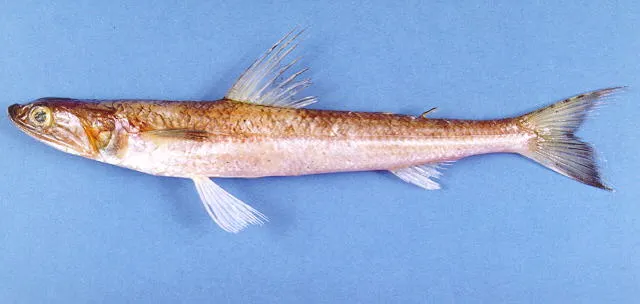 Brushtooth lizardfish