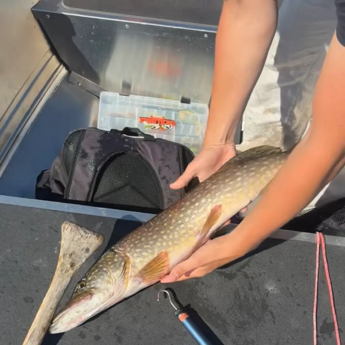 Northern pike caught on Fishbrain