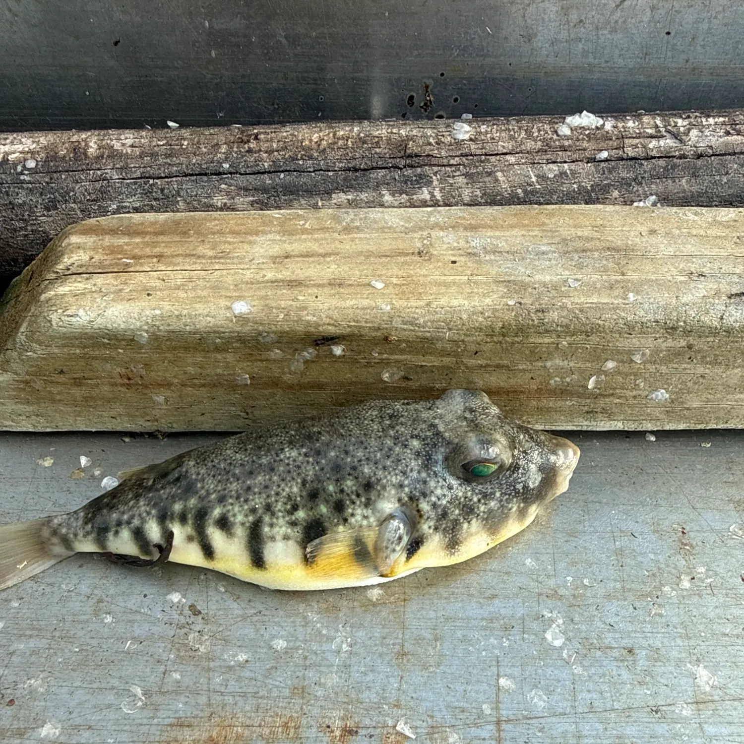 Northern puffer caught on Fishbrain