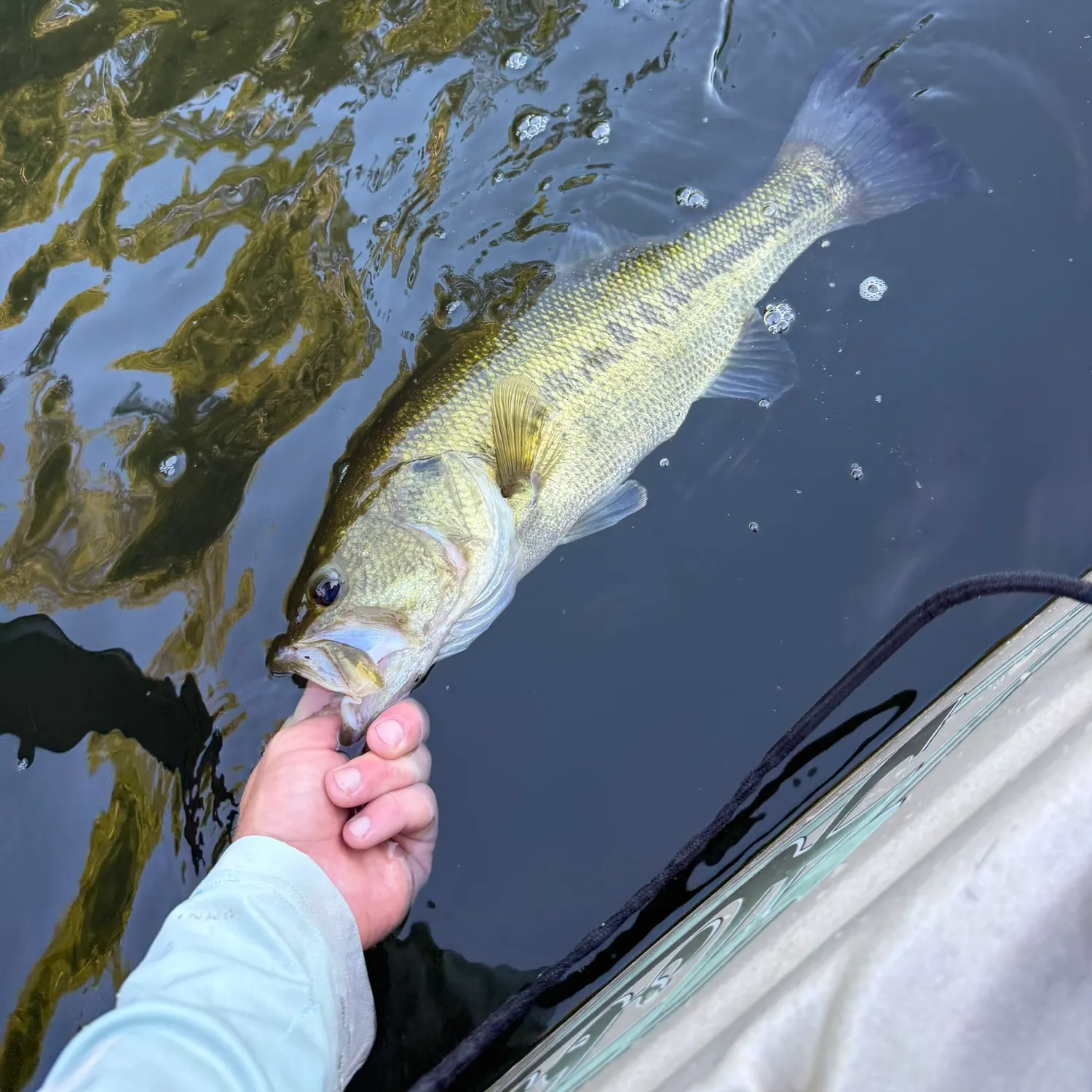 Largemouth bass caught on Fishbrain