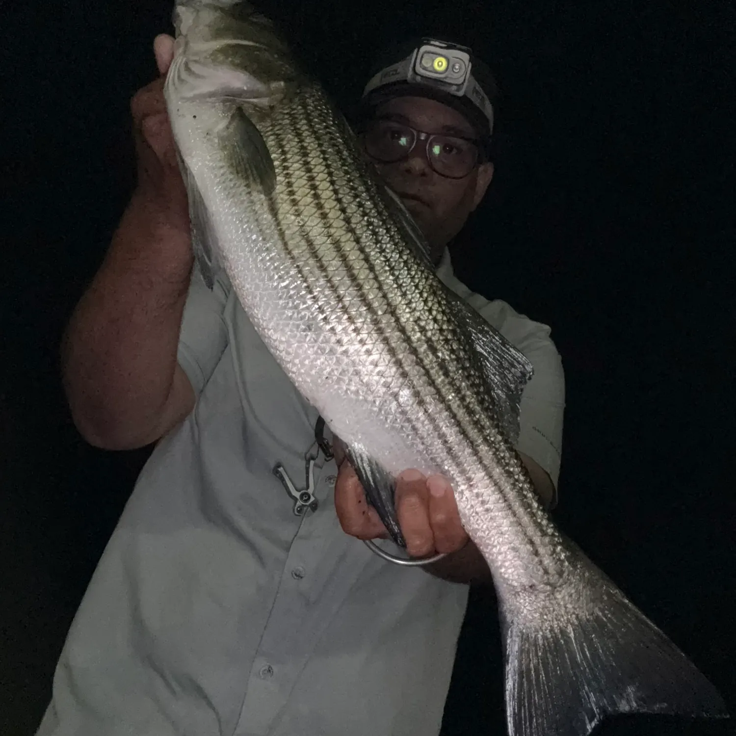 Striped bass caught on Fishbrain
