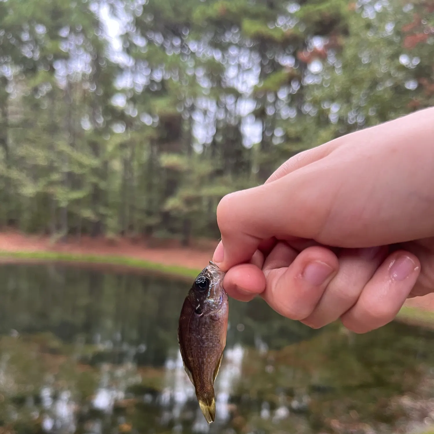 Green sunfish caught on Fishbrain