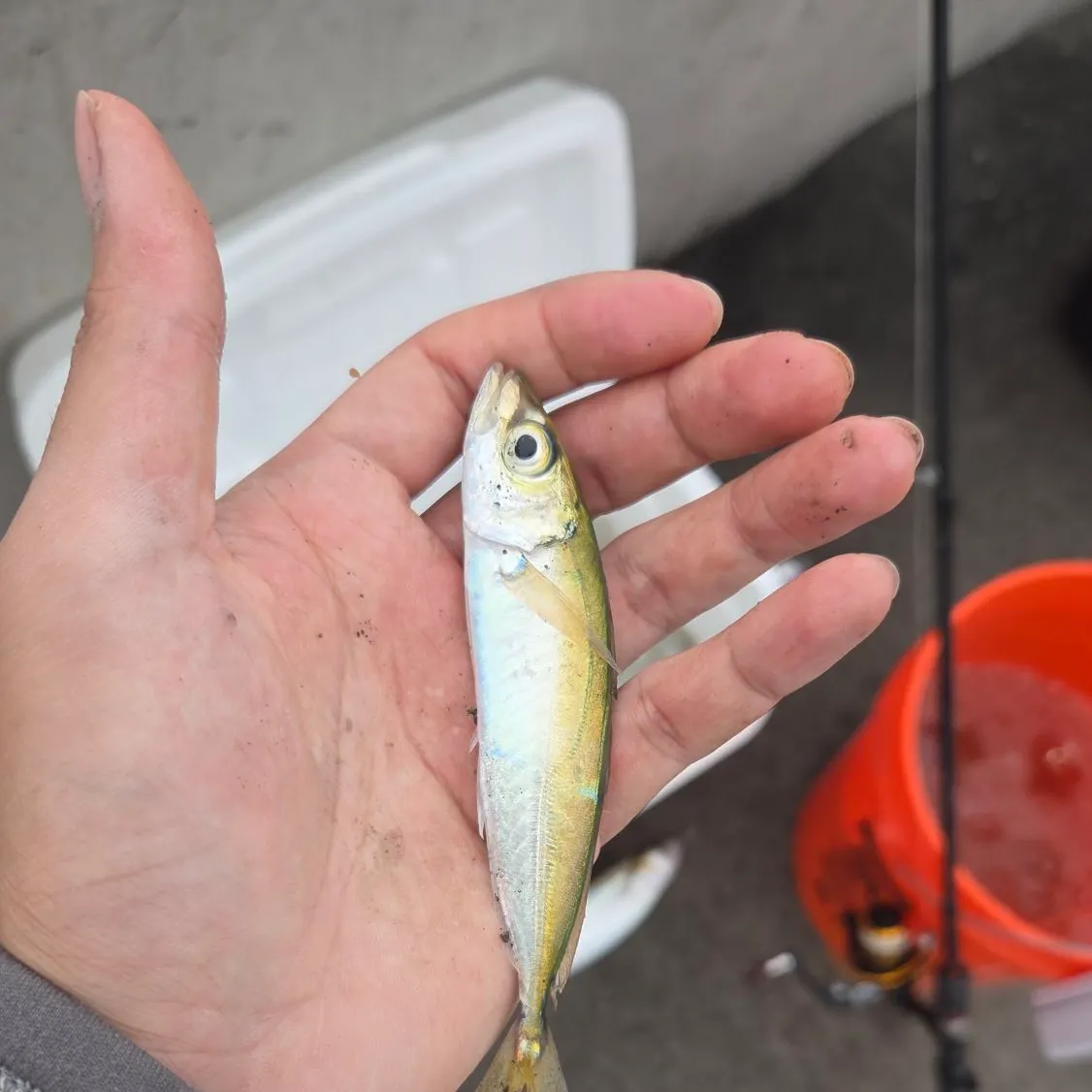 The most recent Pacific jack mackerel catches on Fishbrain