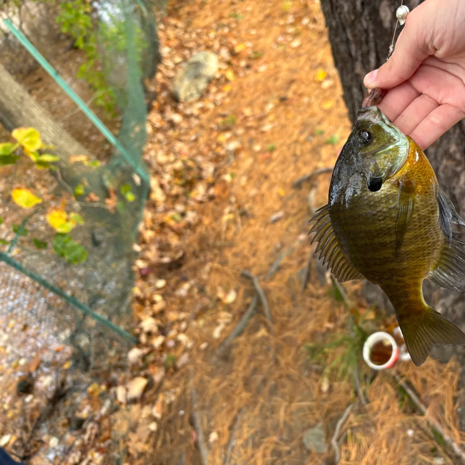Bluegill caught on Fishbrain