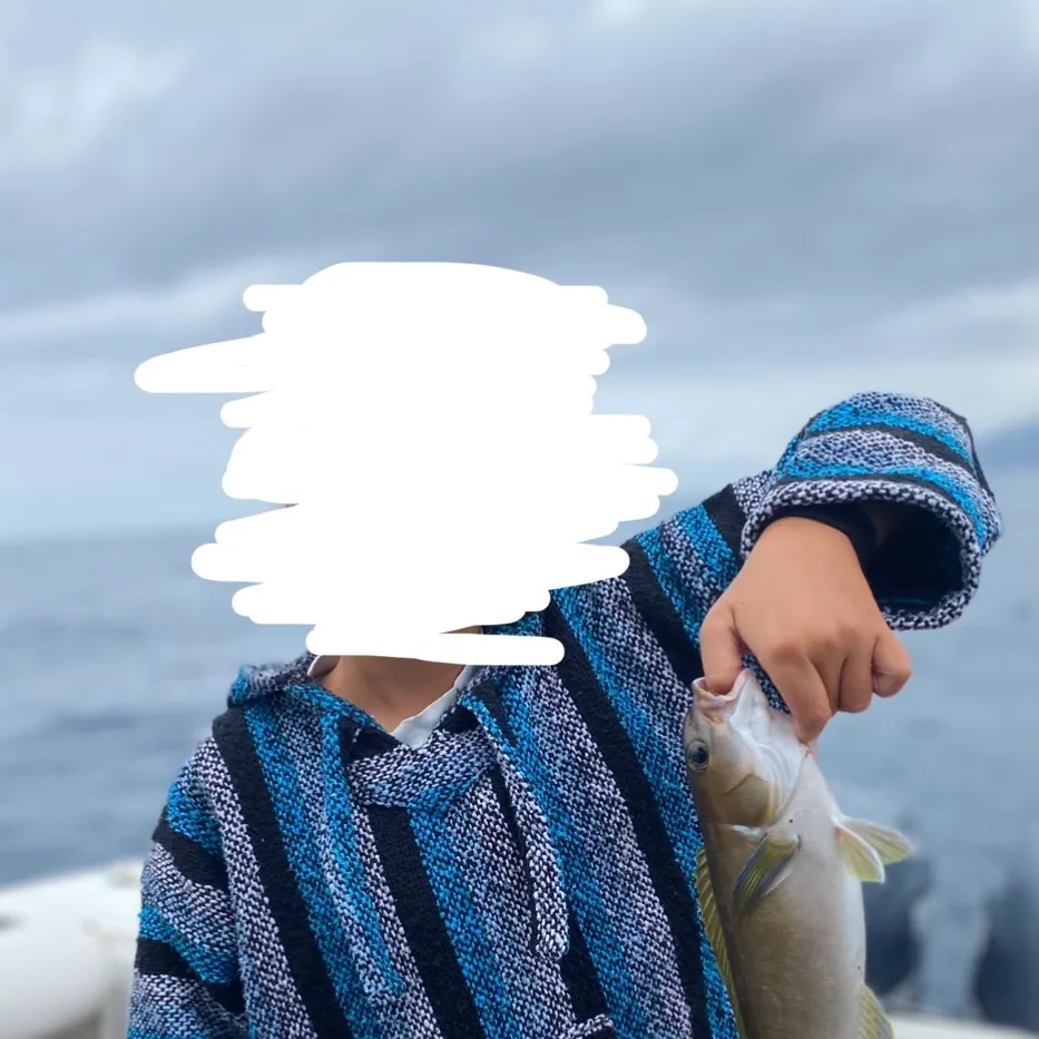 The most recent Ocean whitefish catches on Fishbrain