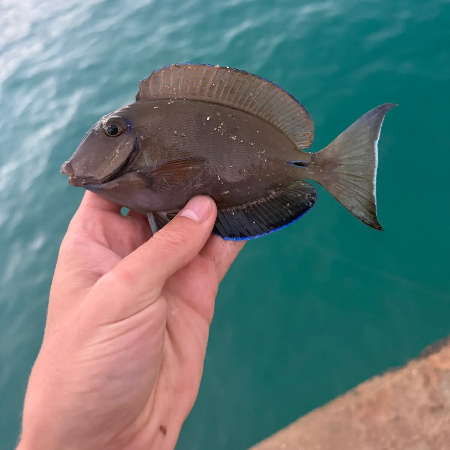 The most recent Ocean surgeonfish catches on Fishbrain