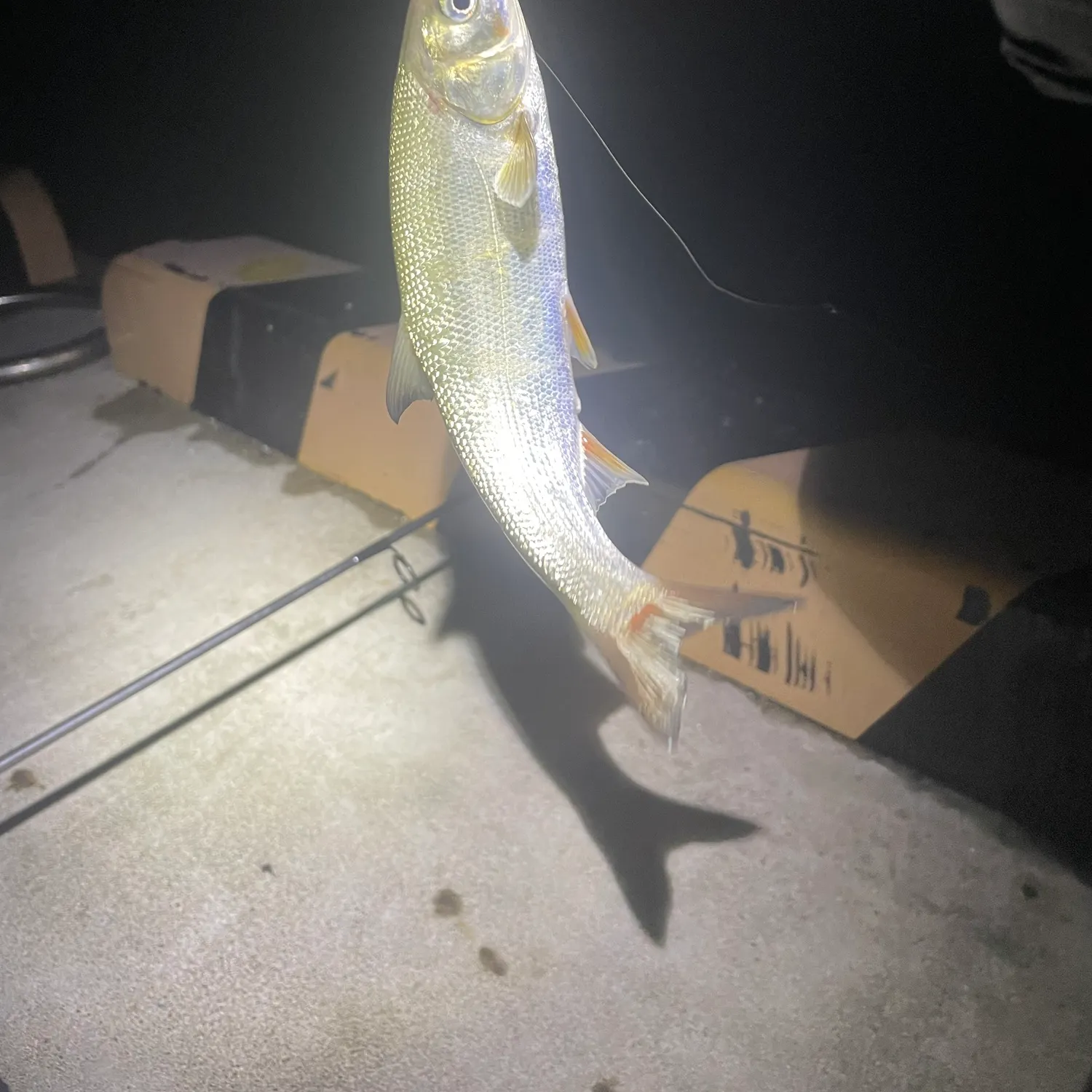 The most recent Big-scaled redfin catches on Fishbrain