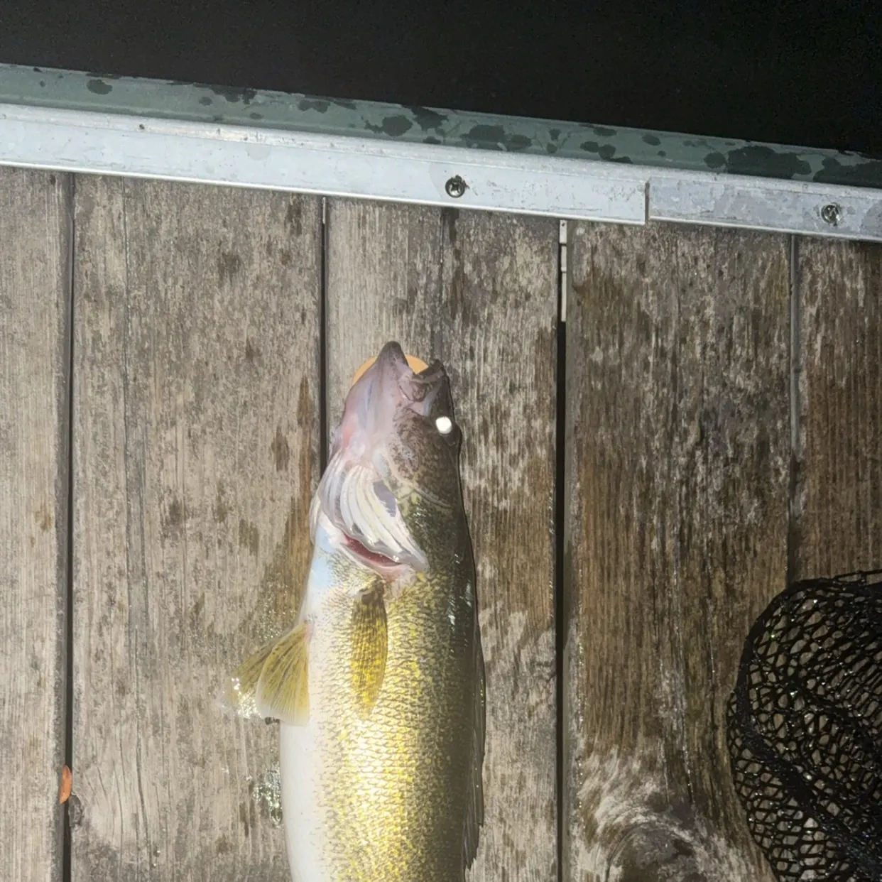 Walleye caught on Fishbrain