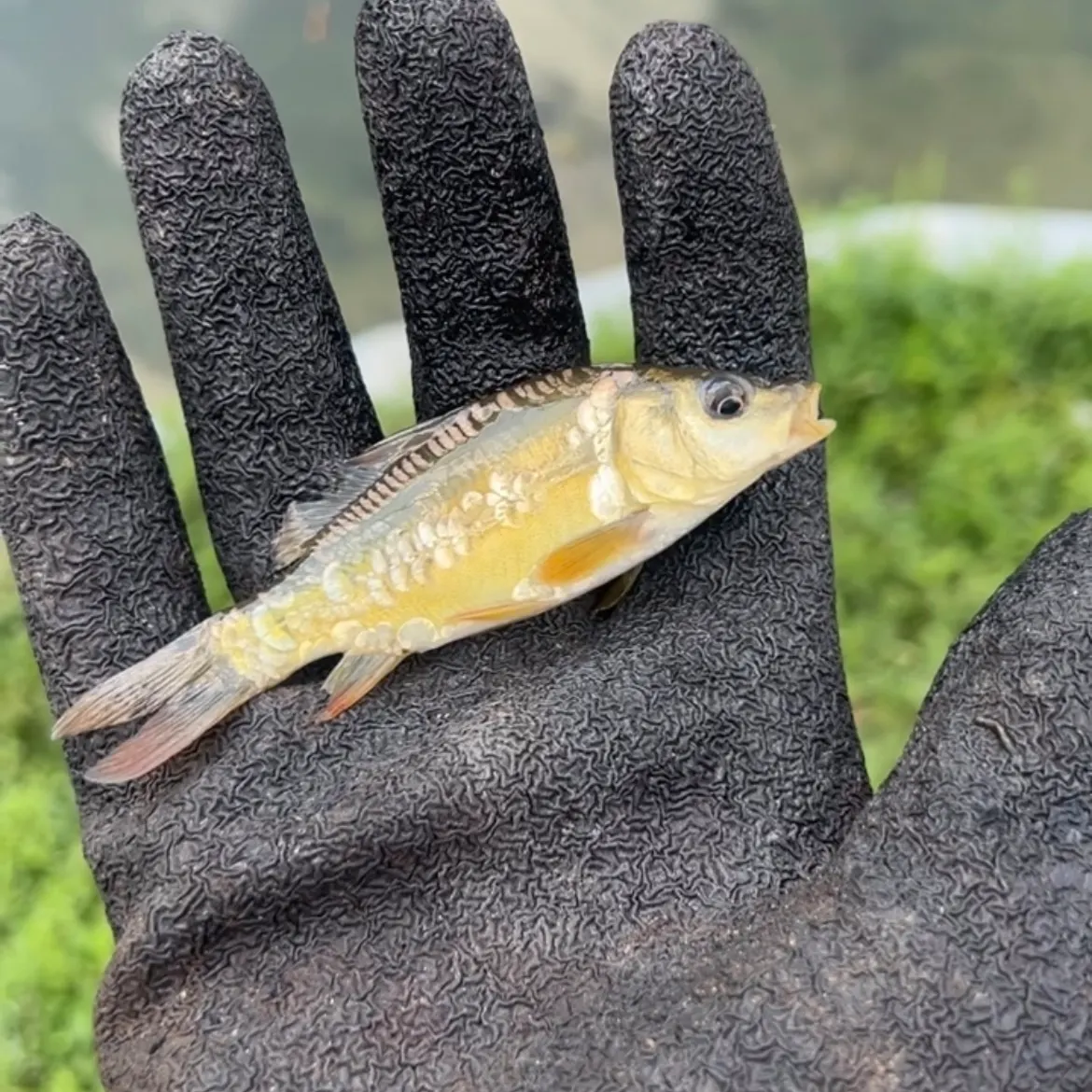 Golden shiner caught on Fishbrain