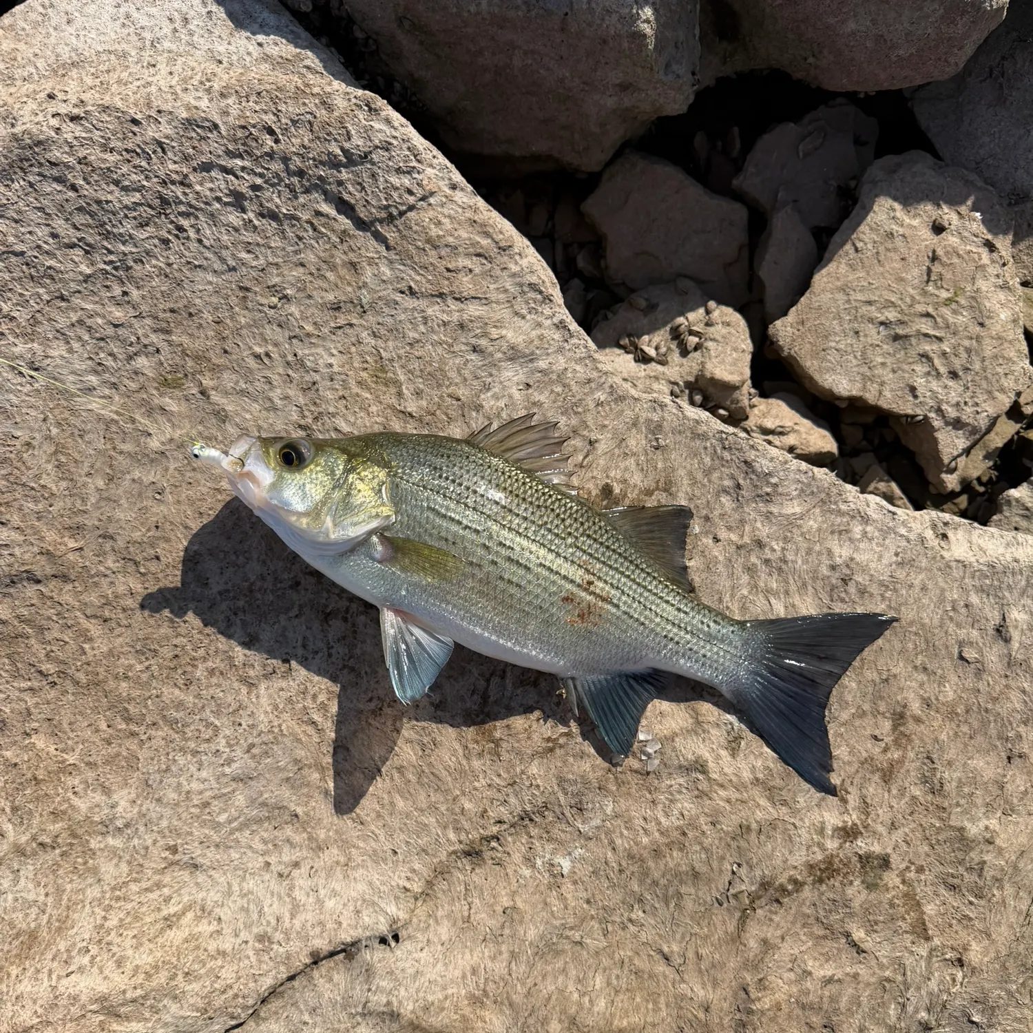 White bass caught on Fishbrain
