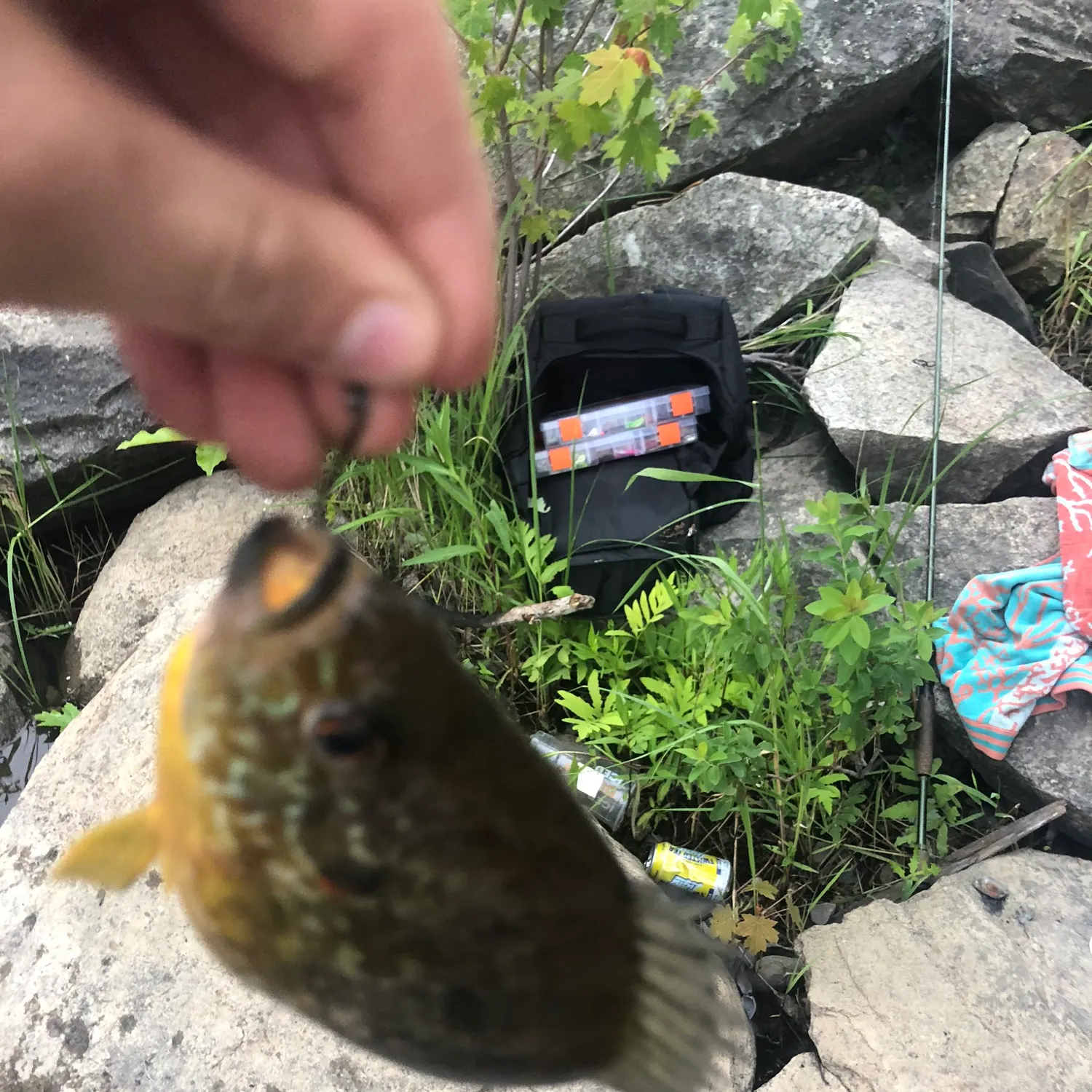 recently logged catches