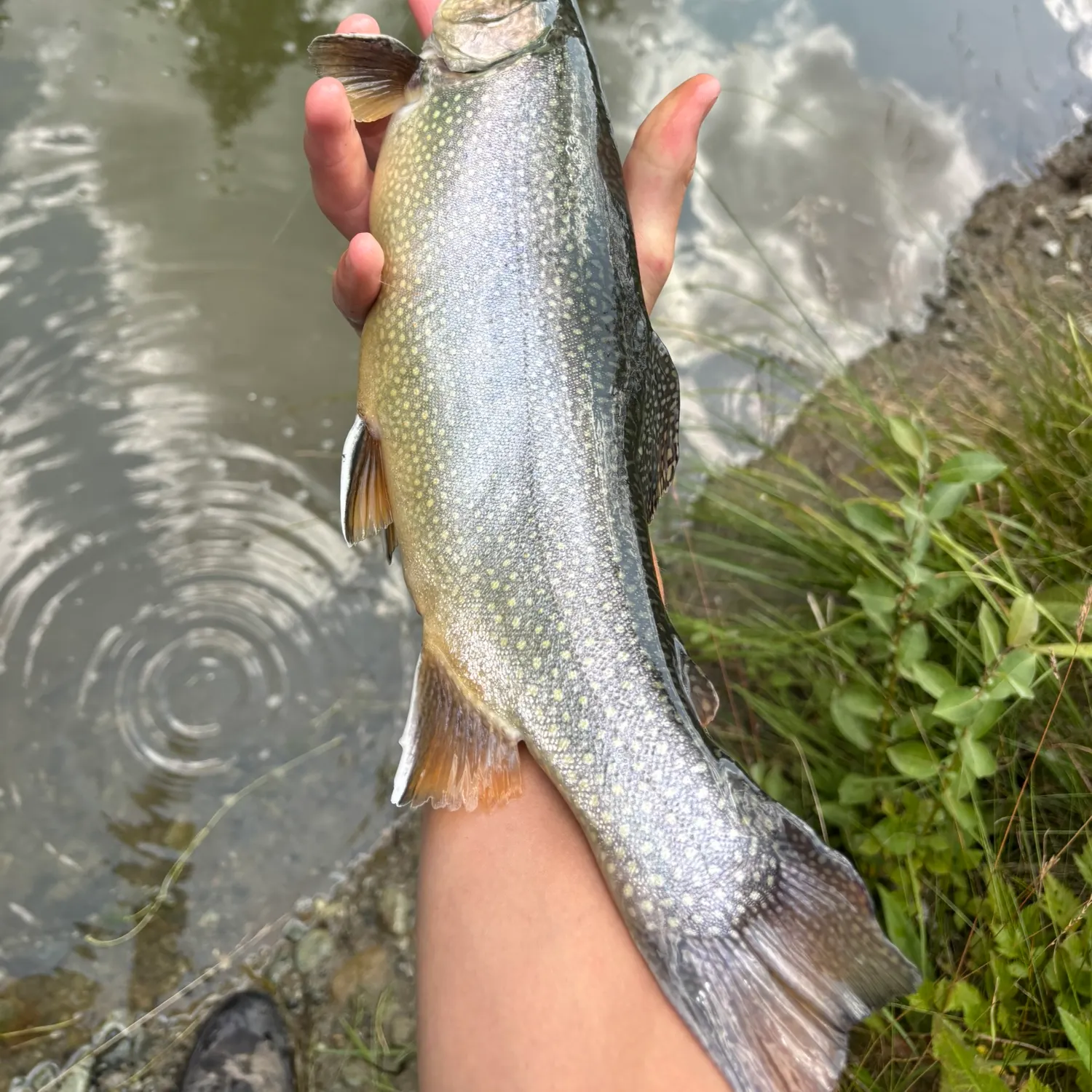 Brook trout caught on Fishbrain