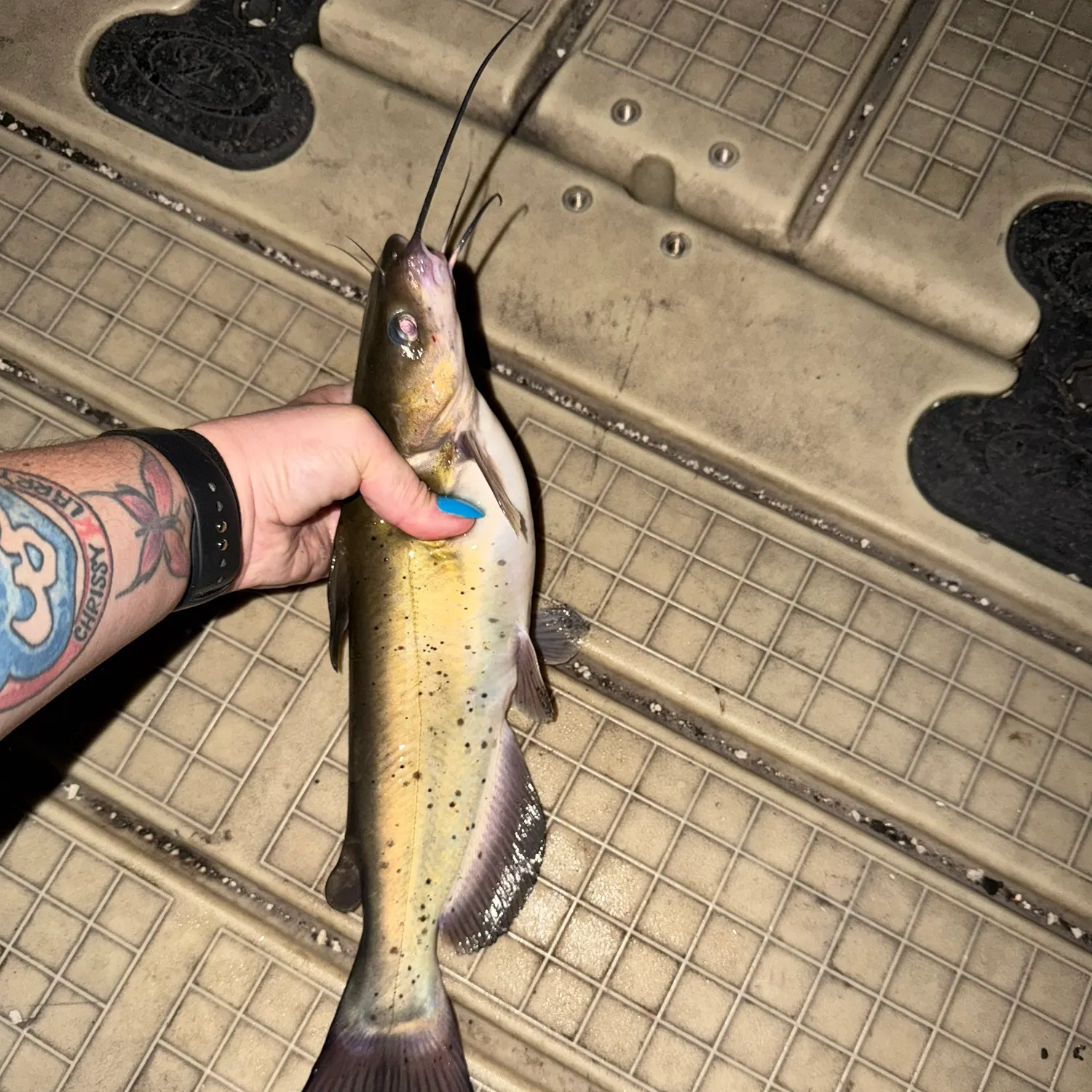 Channel catfish caught on Fishbrain