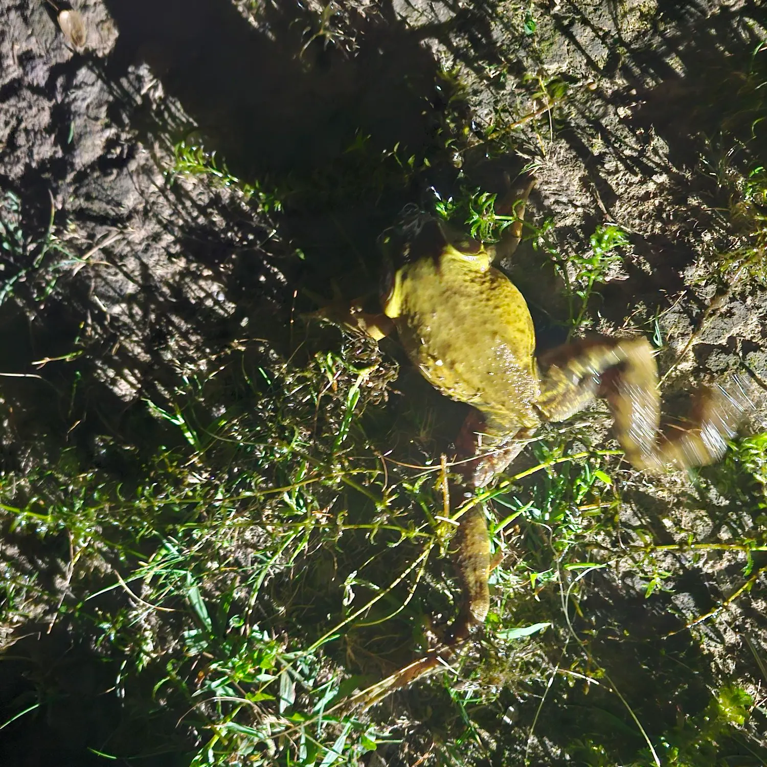 Green frog caught on Fishbrain