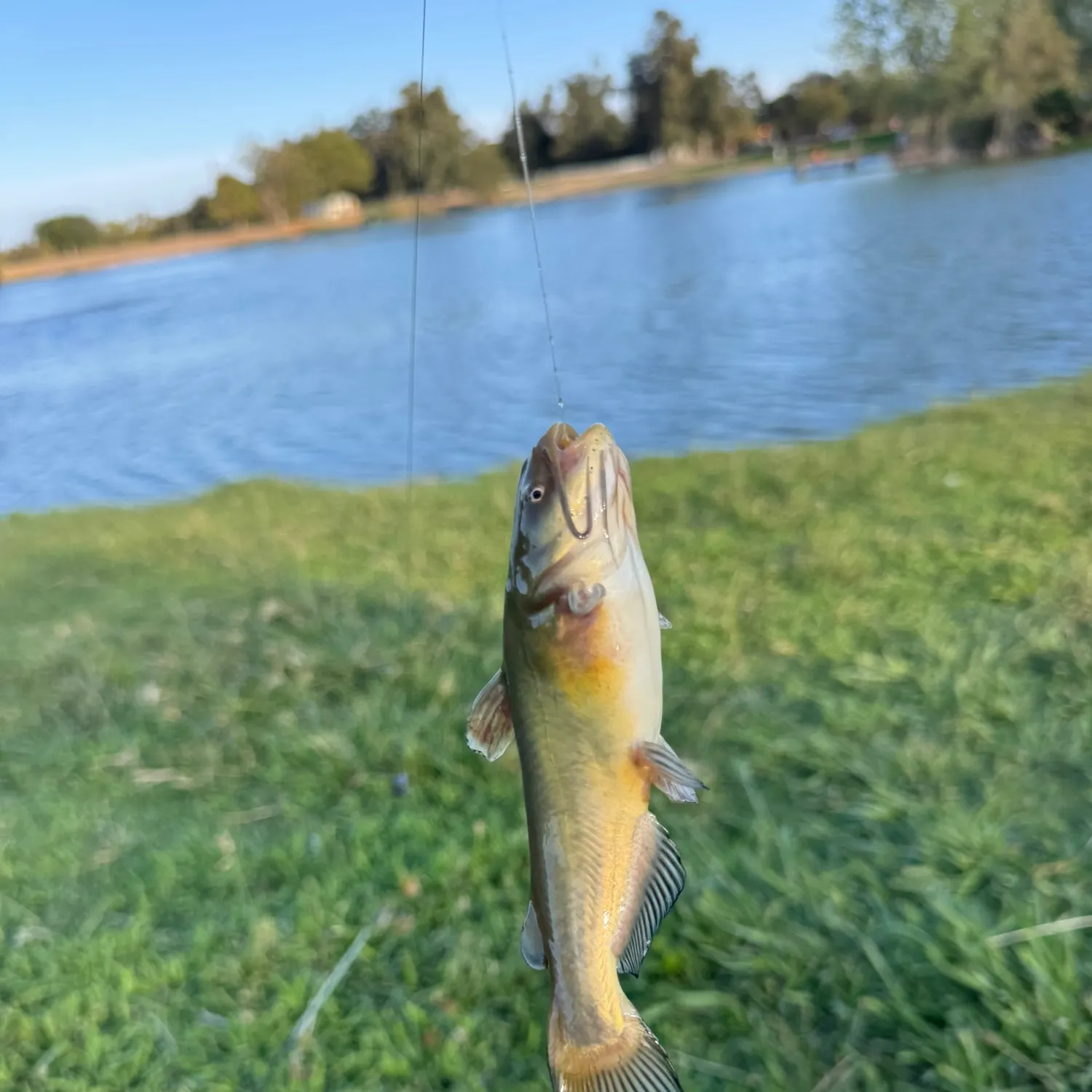 Yellow bullhead caught on Fishbrain