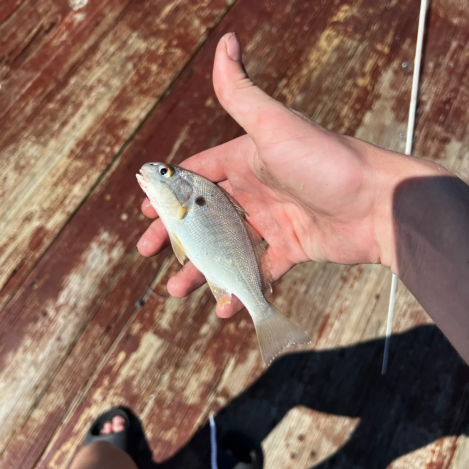 Crevalle jack caught on Fishbrain