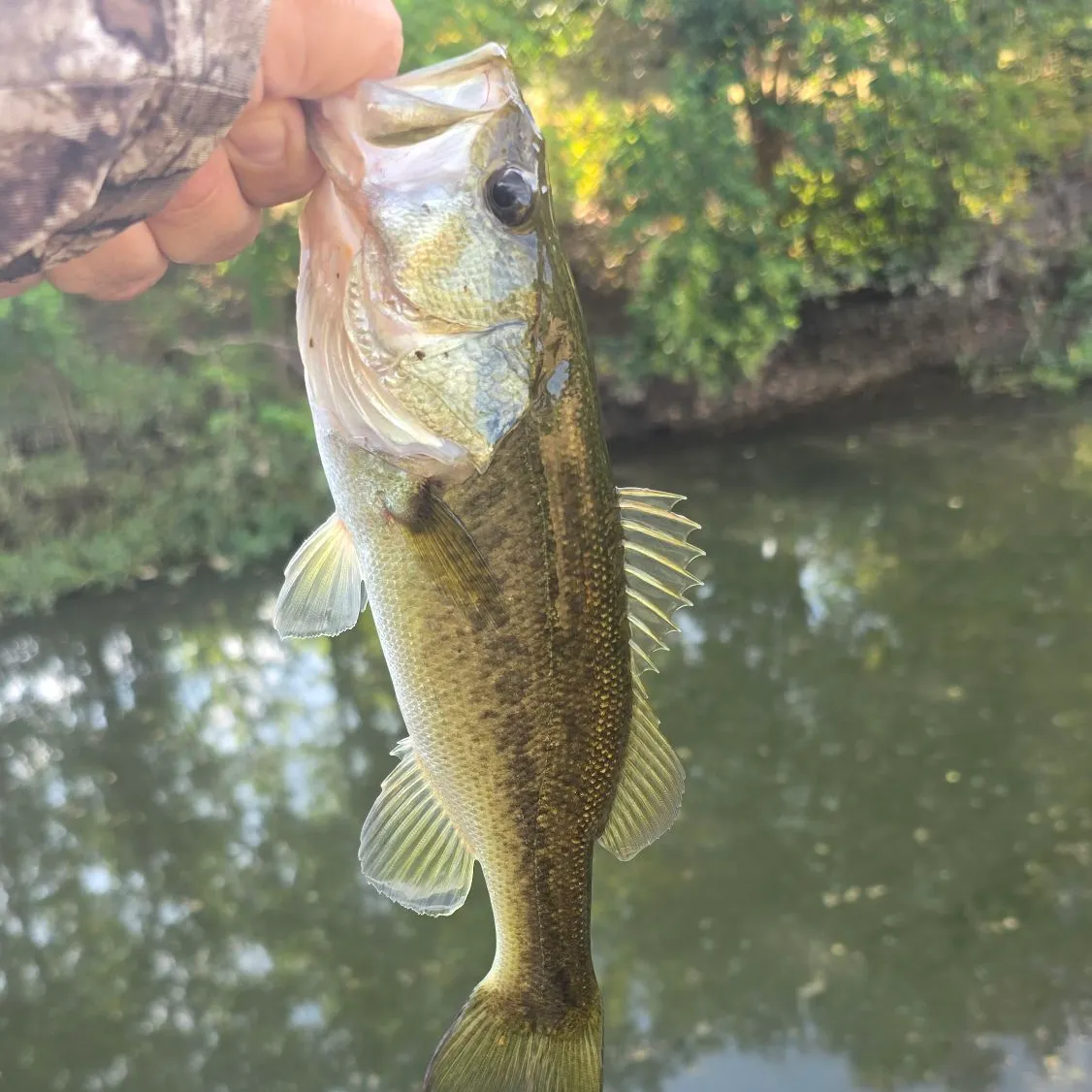 Largemouth bass caught on Fishbrain
