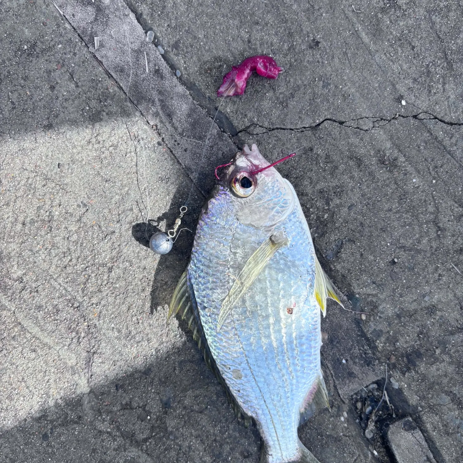 Australian ruff caught on Fishbrain