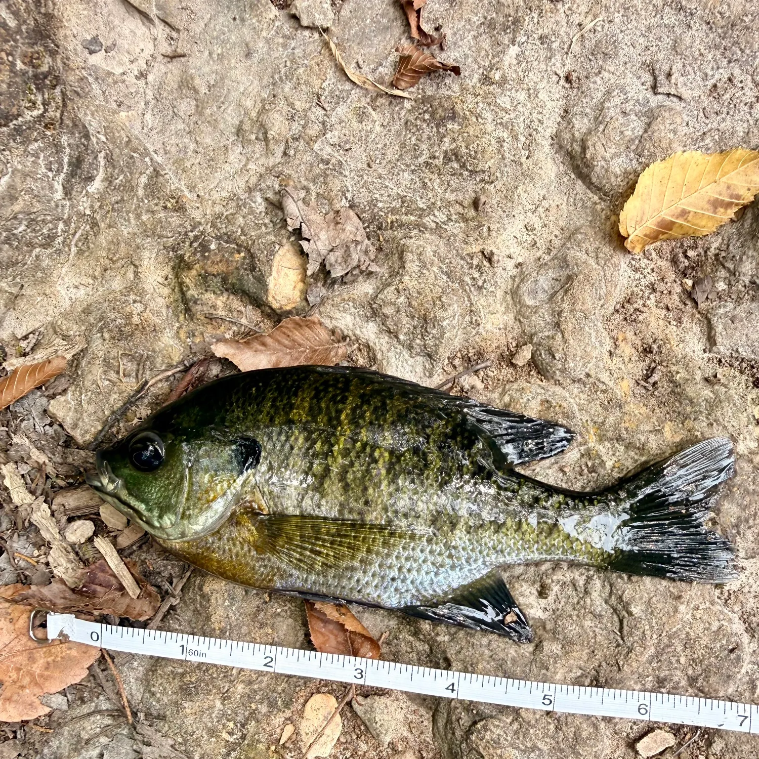 Bluegill caught on Fishbrain