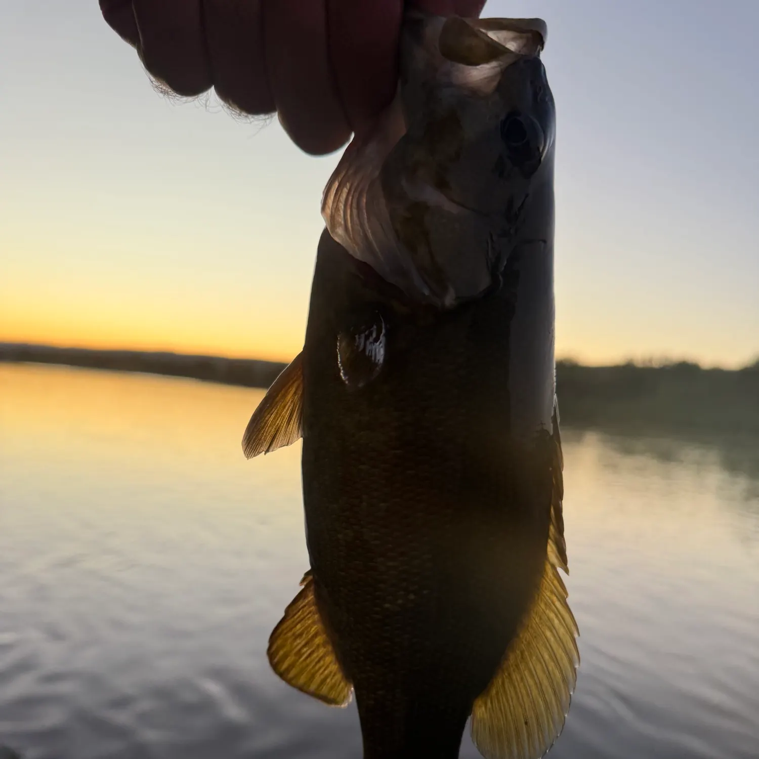 Smallmouth bass caught on Fishbrain