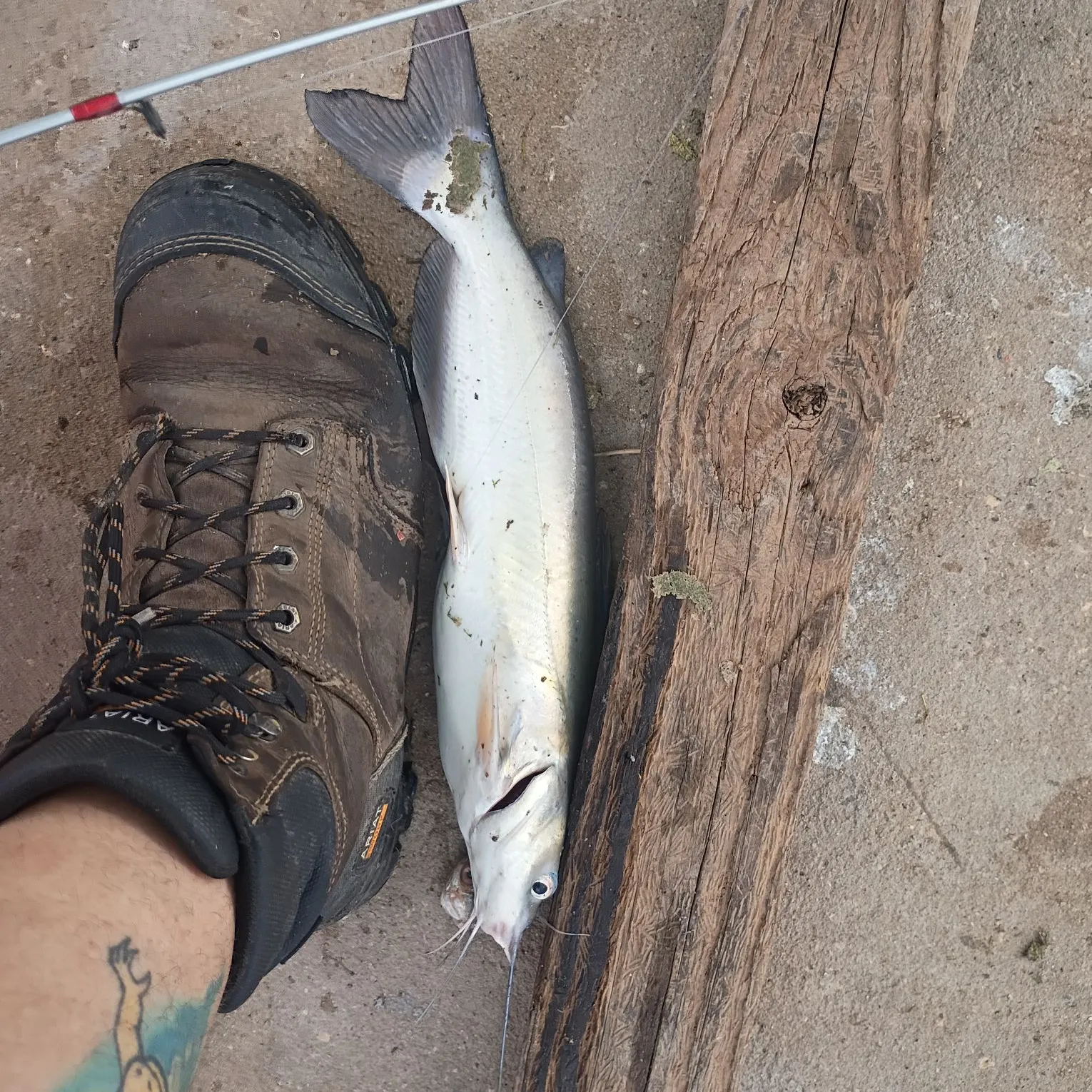 Channel catfish caught on Fishbrain