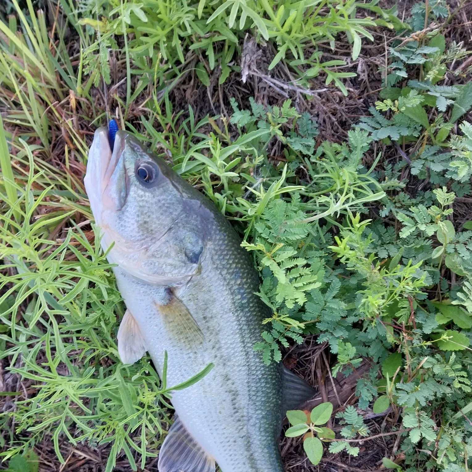 The most recent Smallmouth bass catches on Fishbrain