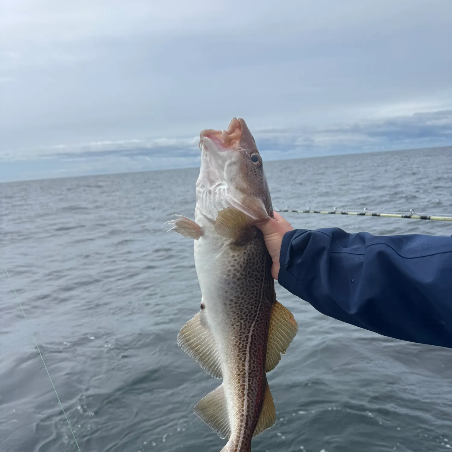 most liked catch image