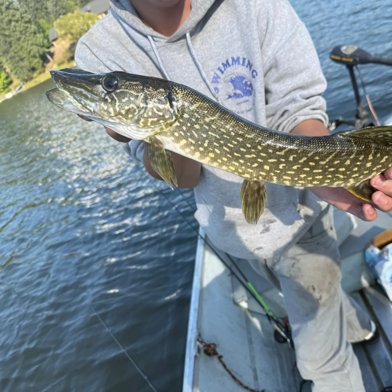 Northern pike caught on Fishbrain