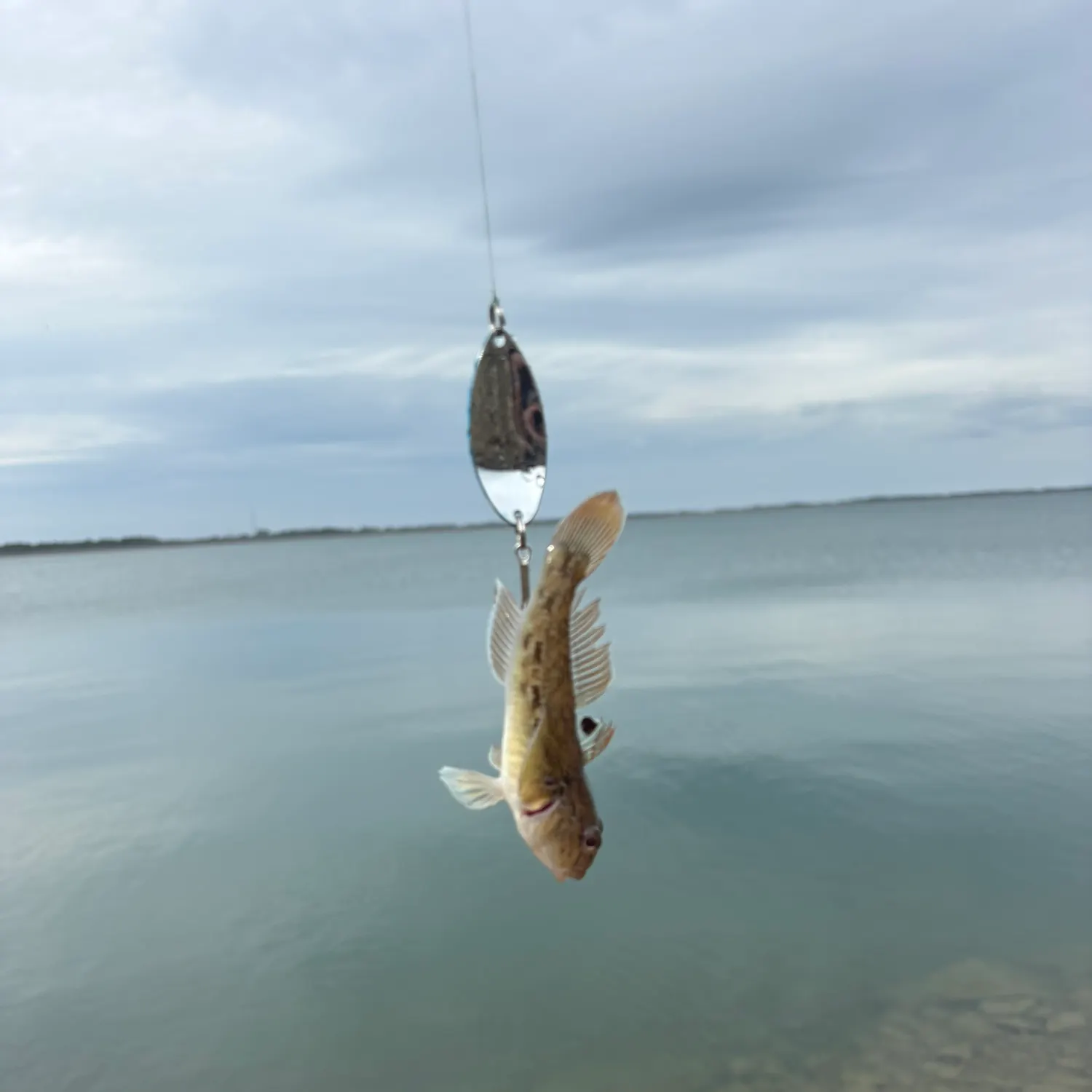 Round goby caught on Fishbrain