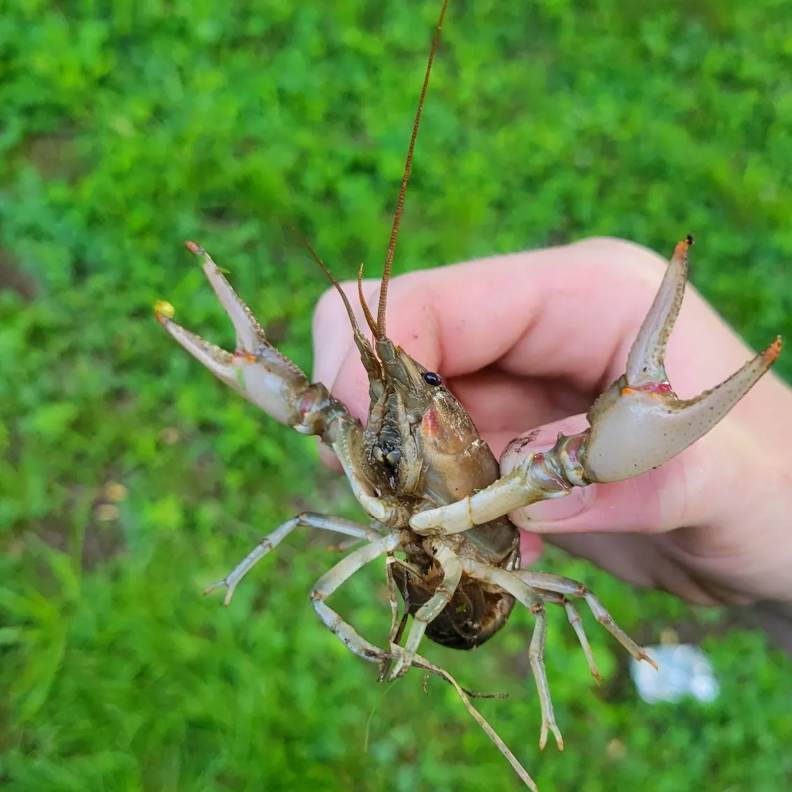 The most recent Rusty crayfish catches on Fishbrain