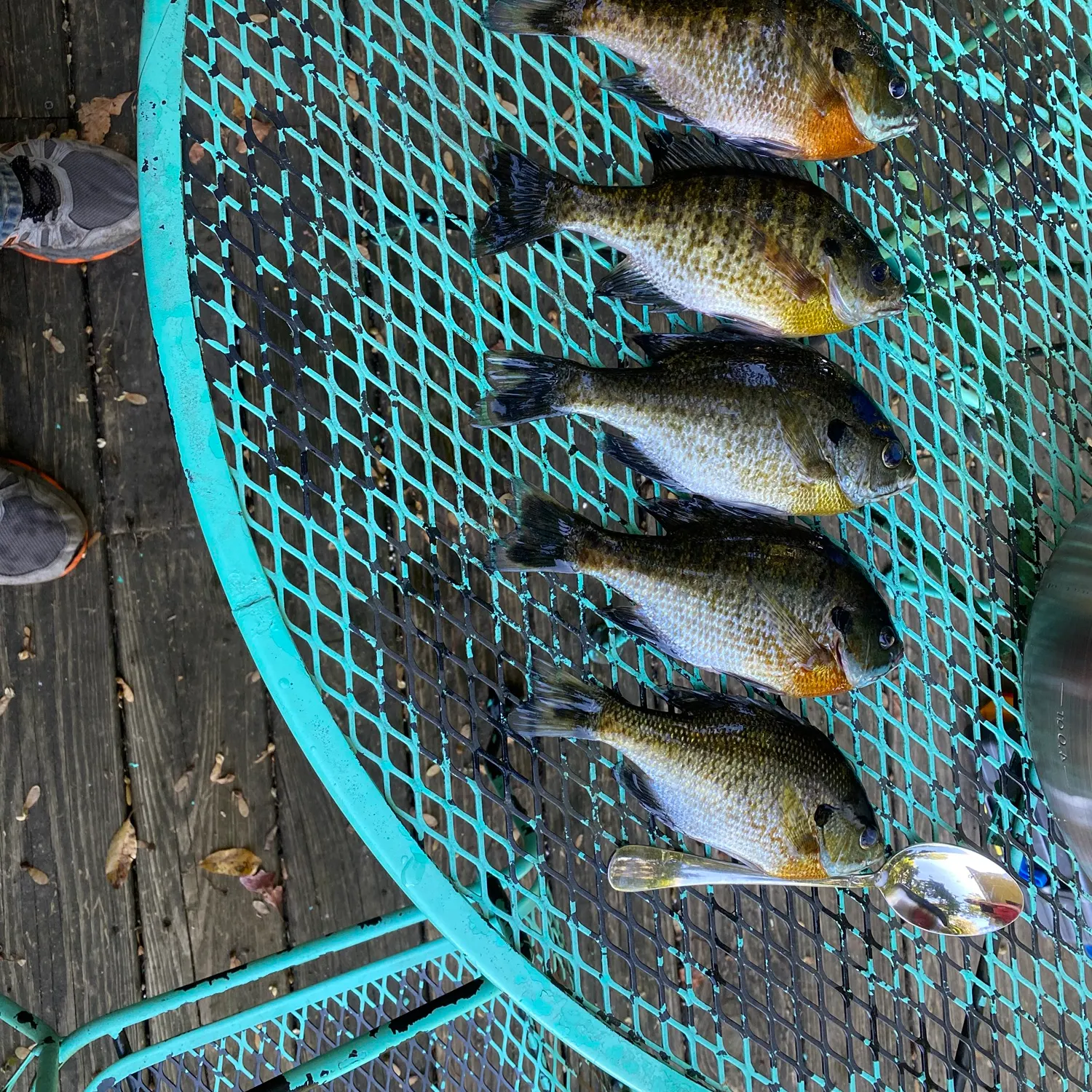 Fish caught on Fishbrain