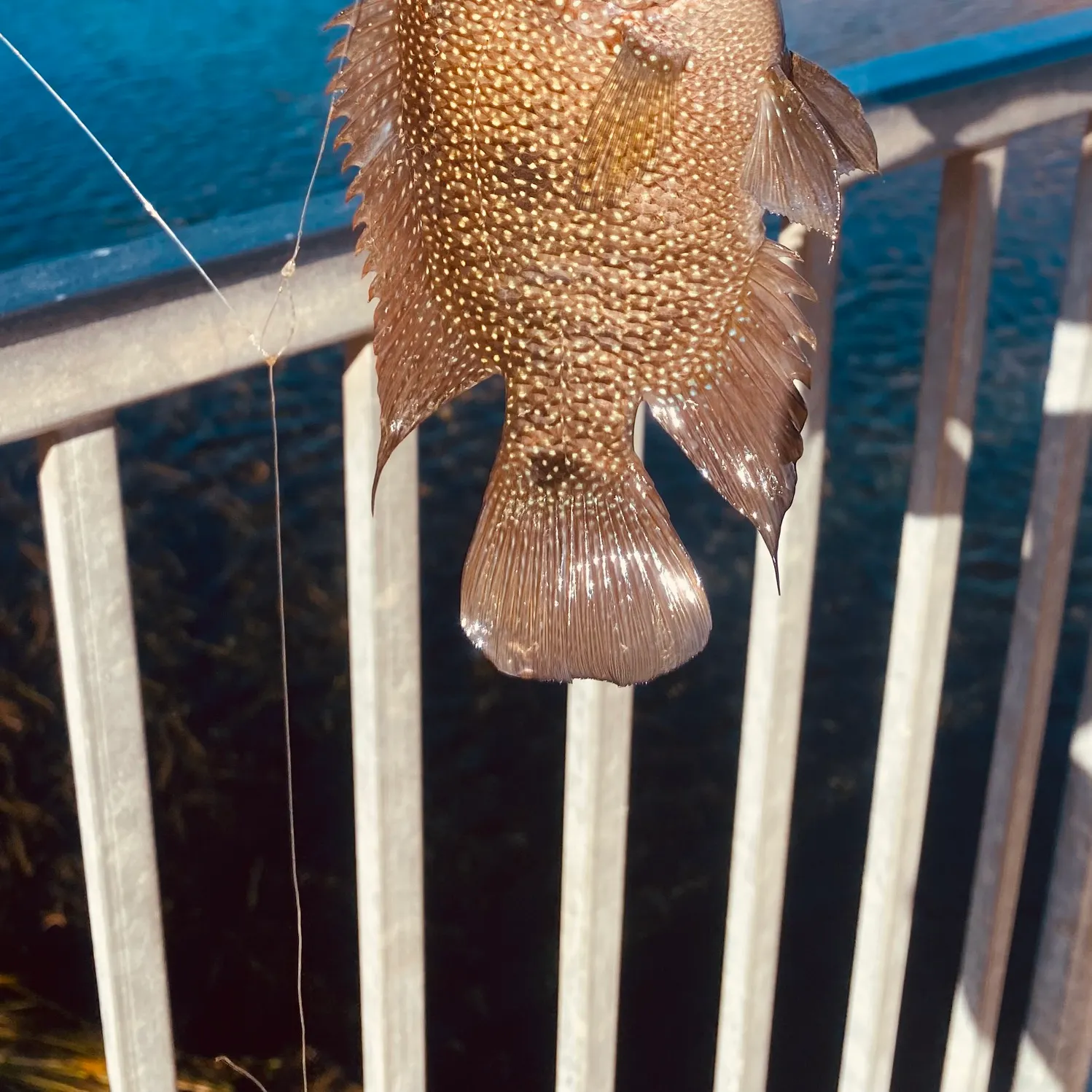 The most recent Rio Grande cichlid catches on Fishbrain