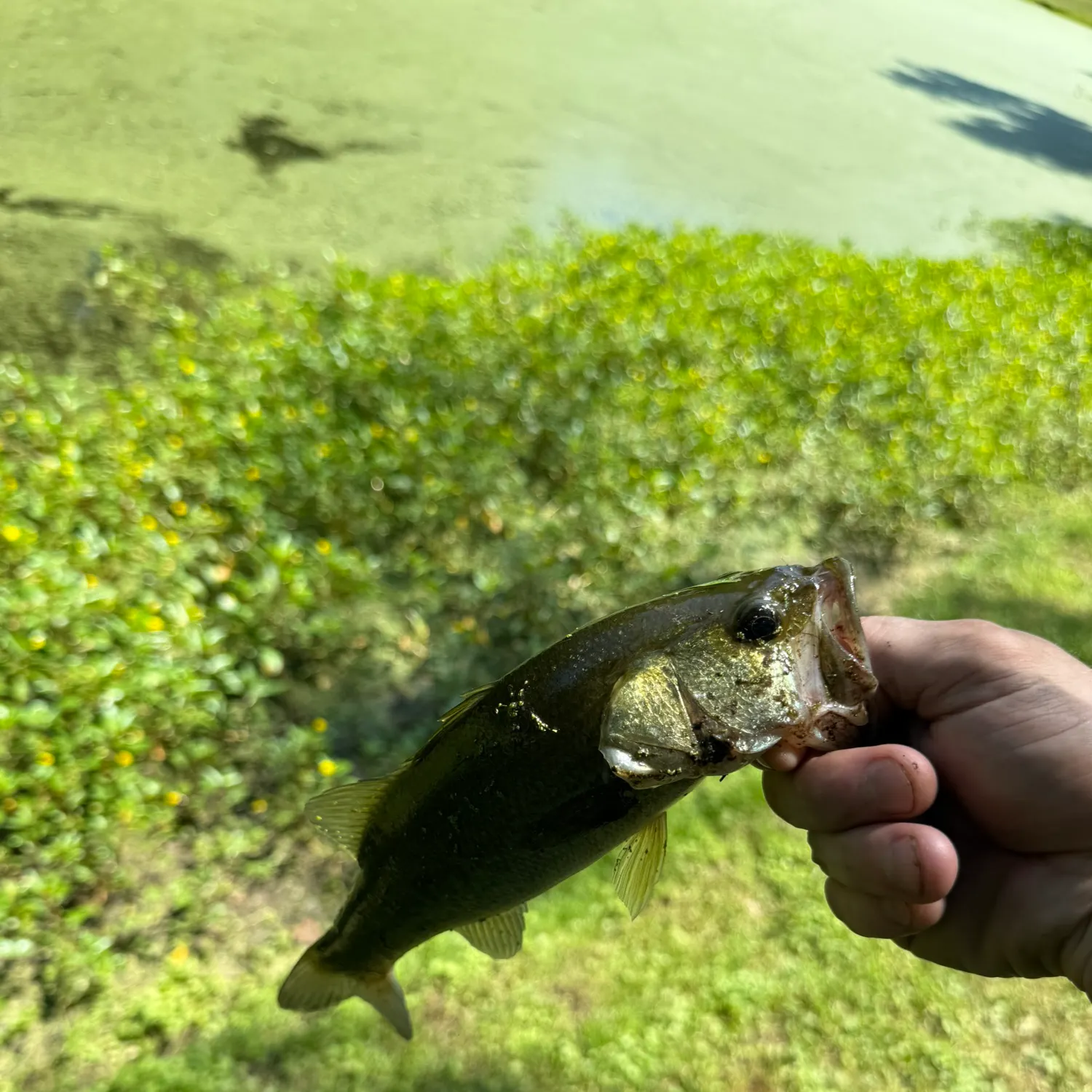 Fish caught on Fishbrain