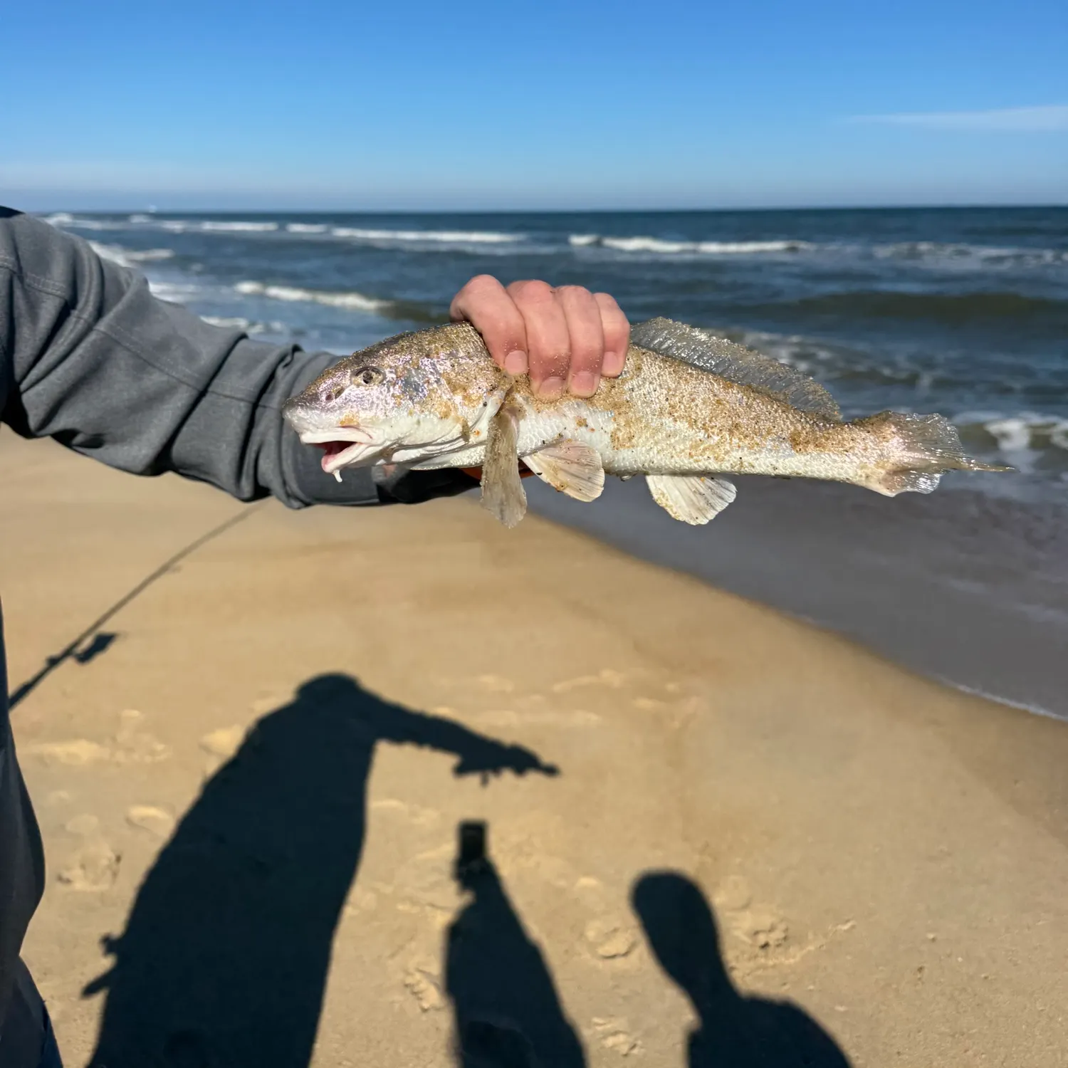 The most recent Gulf kingcroaker catches on Fishbrain