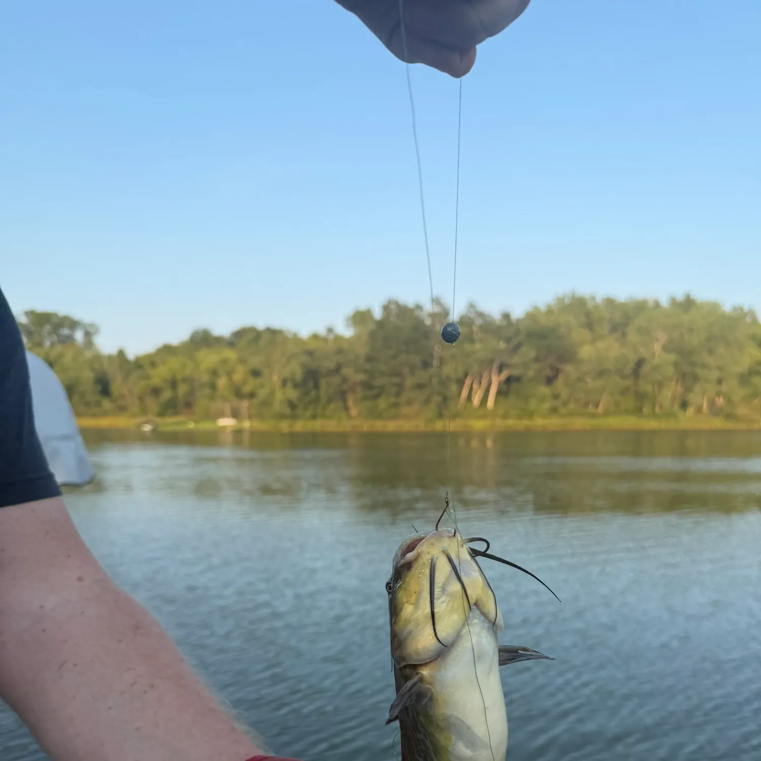 Black bullhead caught on Fishbrain